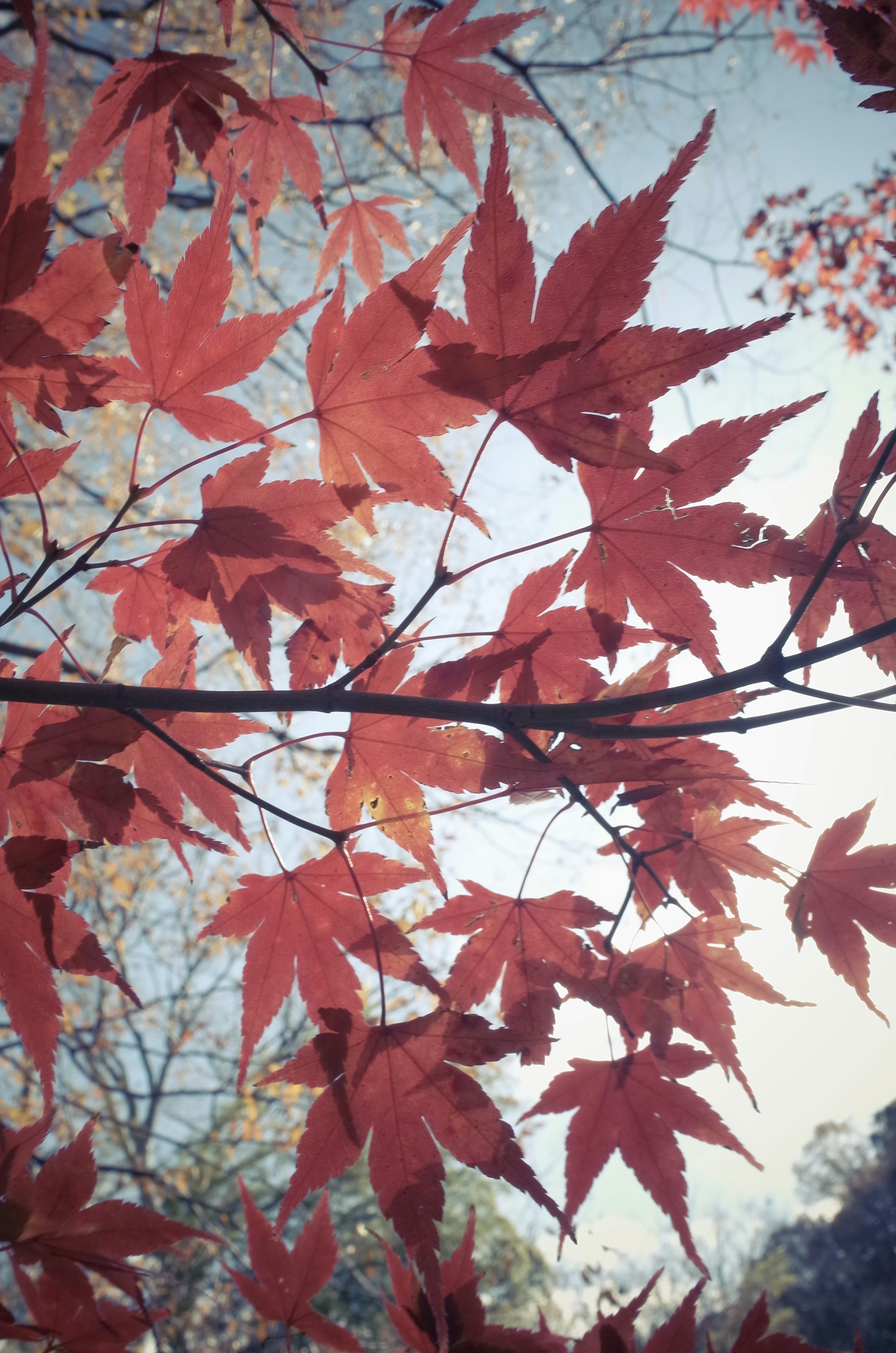 Daun maple merah di latar belakang langit biru lembut