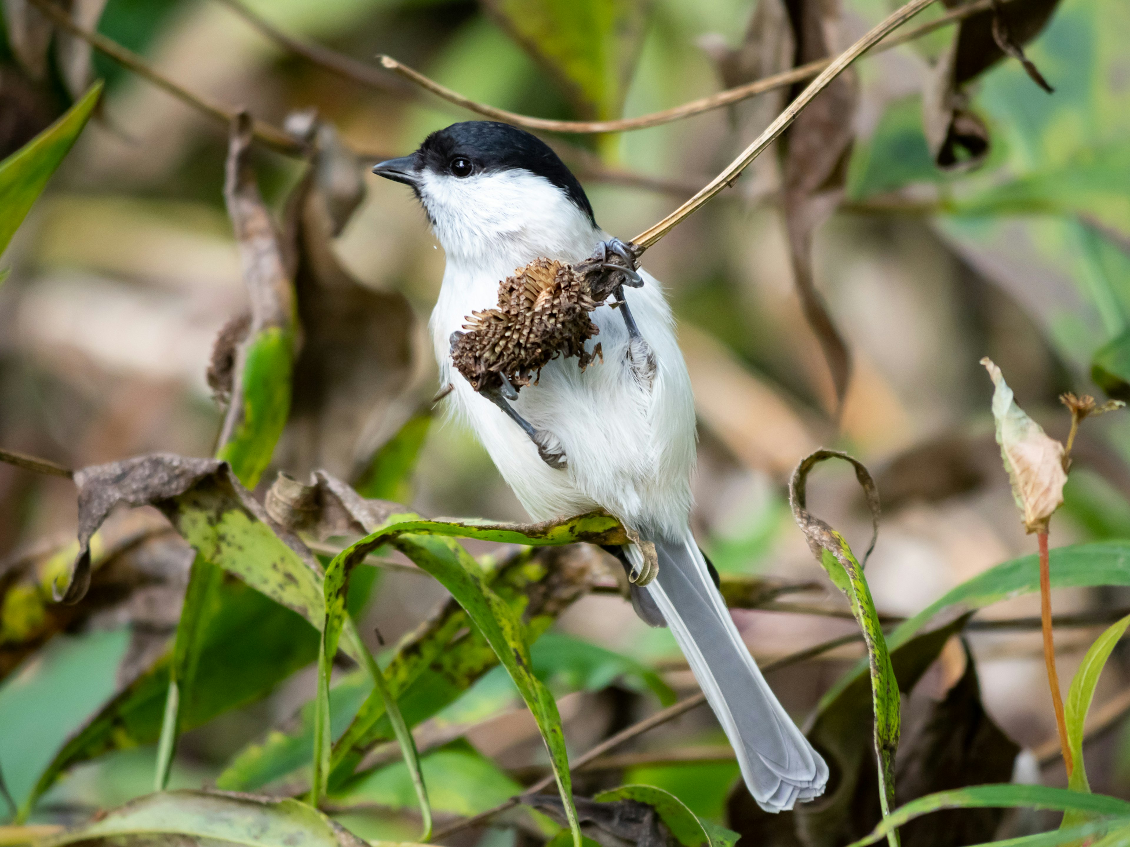 黒い頭と白い体を持つ小さな鳥が植物の茎に立っている