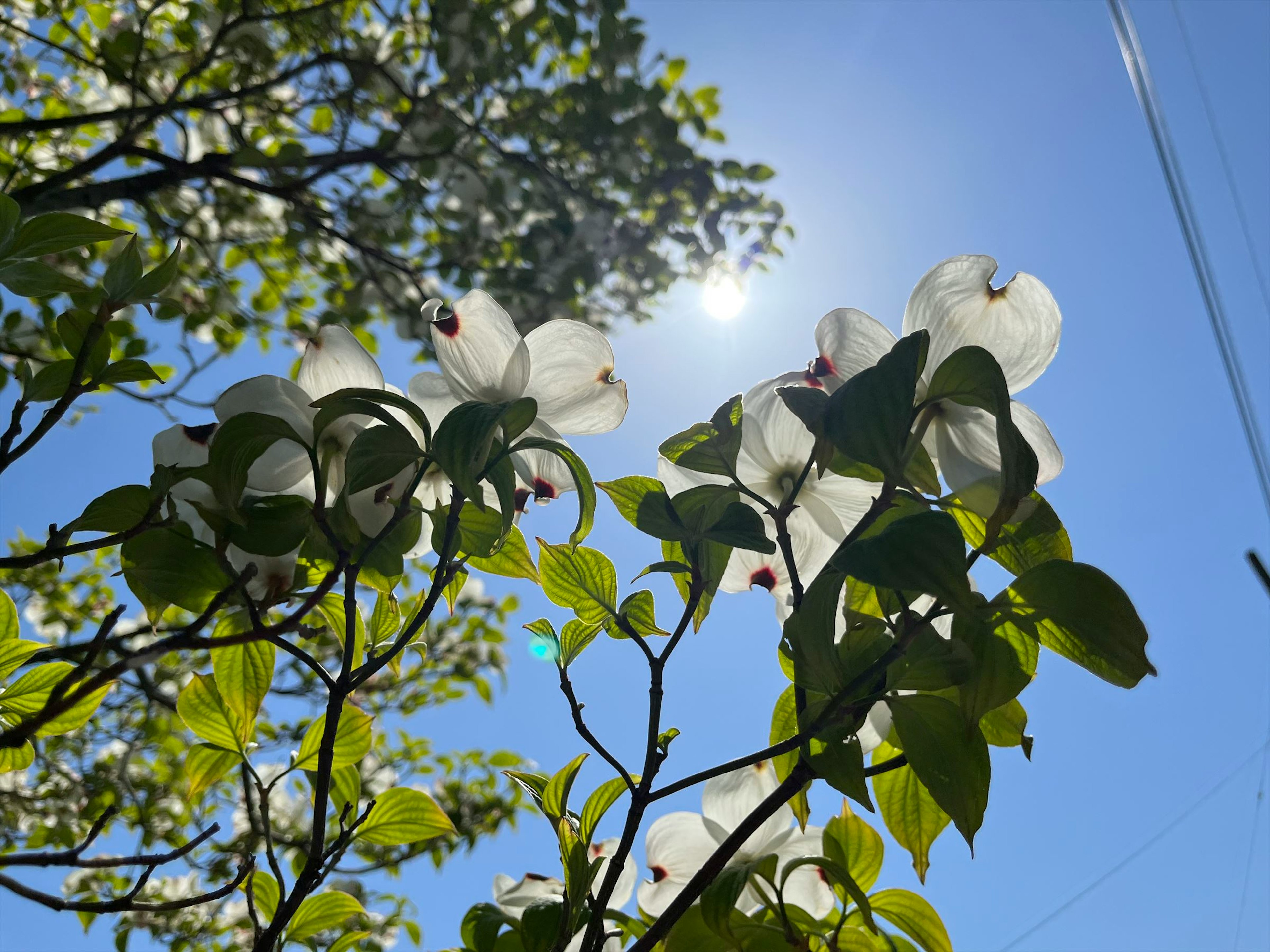 Foto de flores blancas y hojas verdes bajo un cielo azul