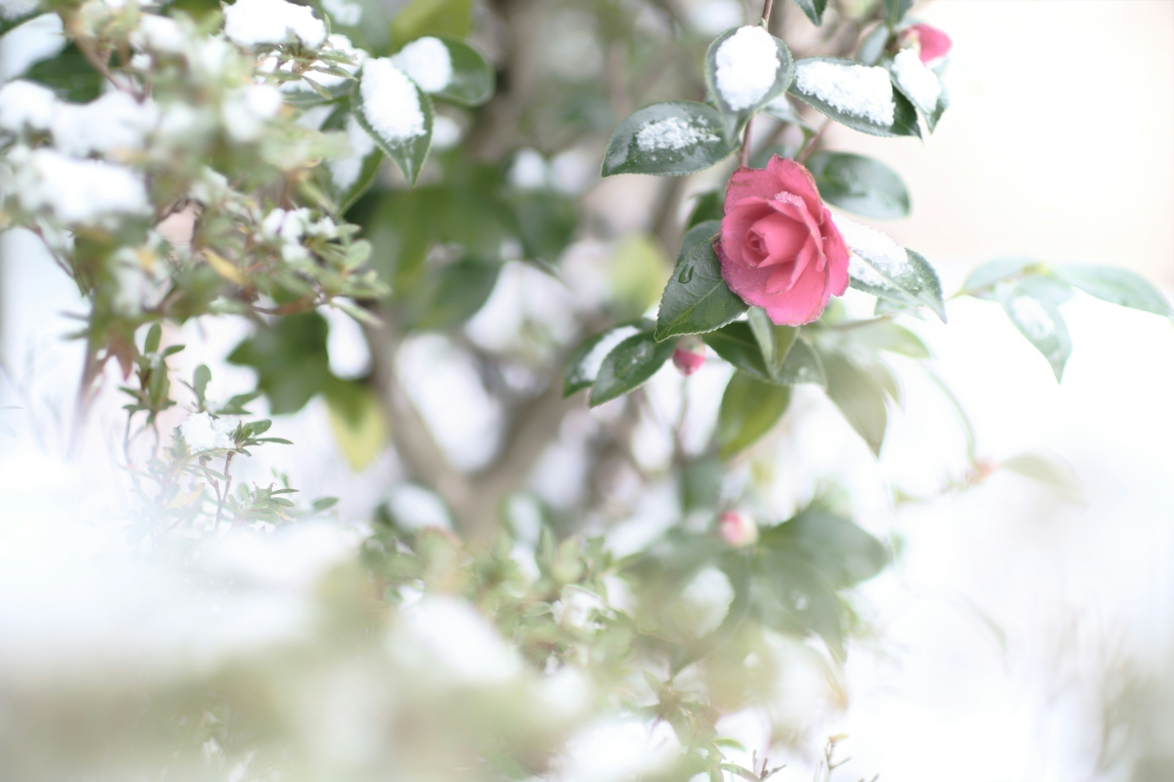 Pink Rose und grüne Blätter, die vor einem sanften Hintergrund blühen