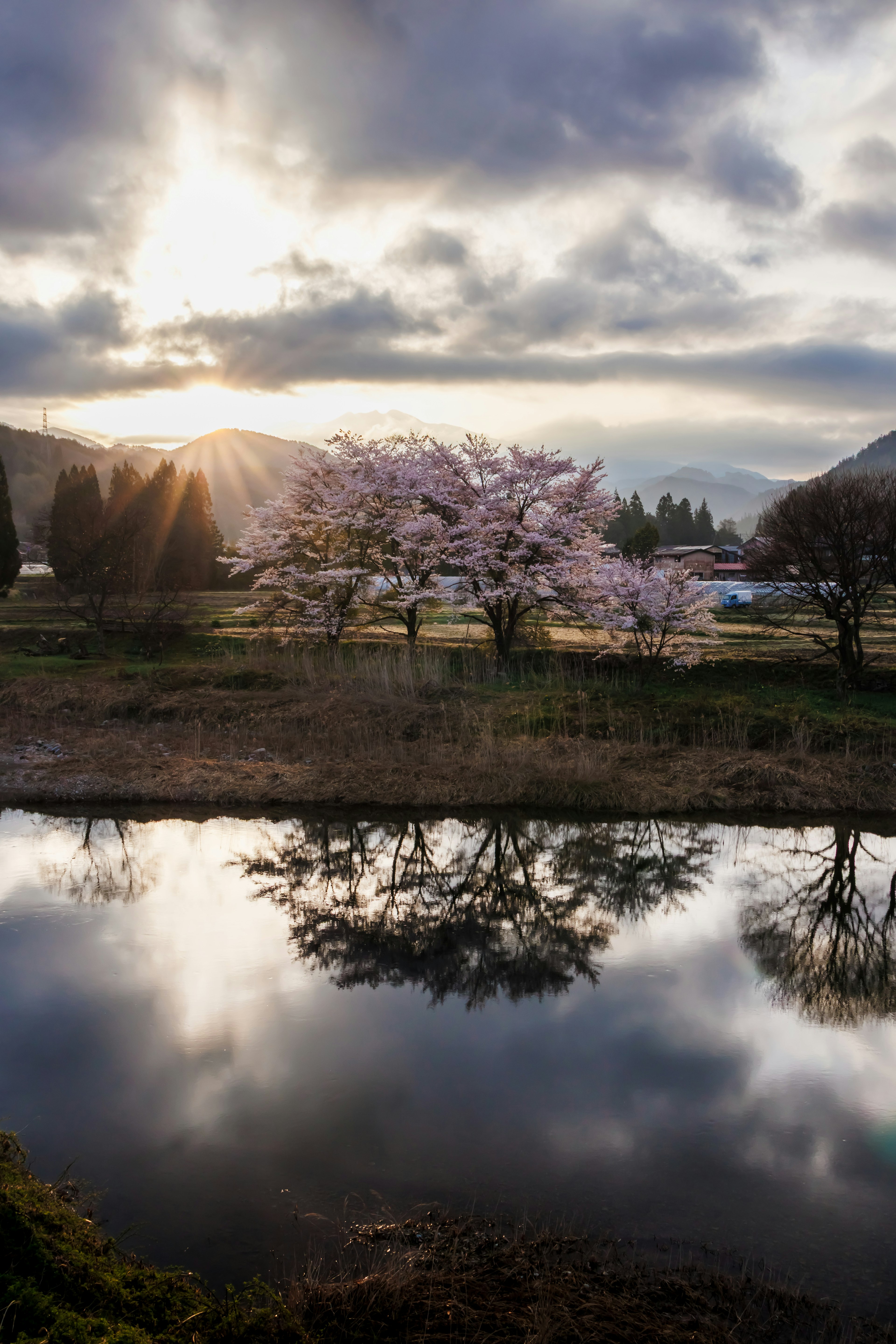 水中倒映的樱花树和日落背景