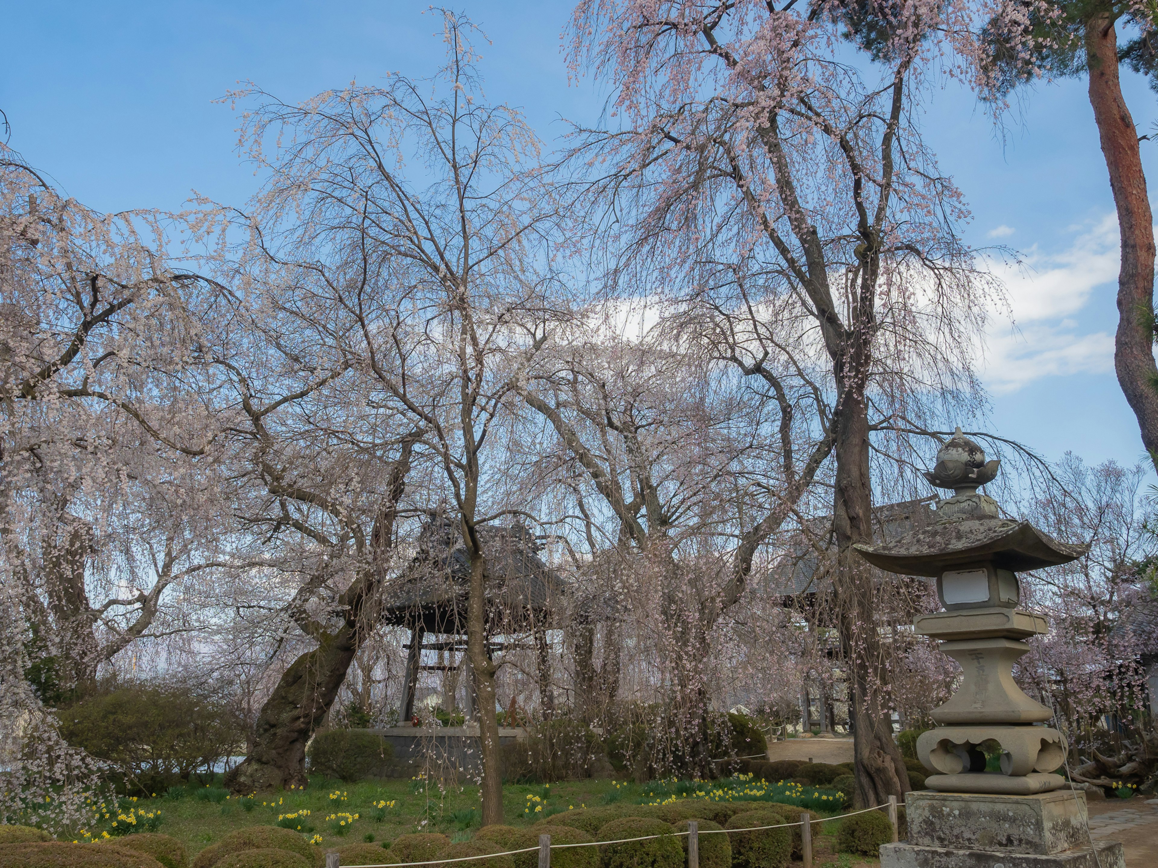 日本花园场景，有樱花树和石灯笼