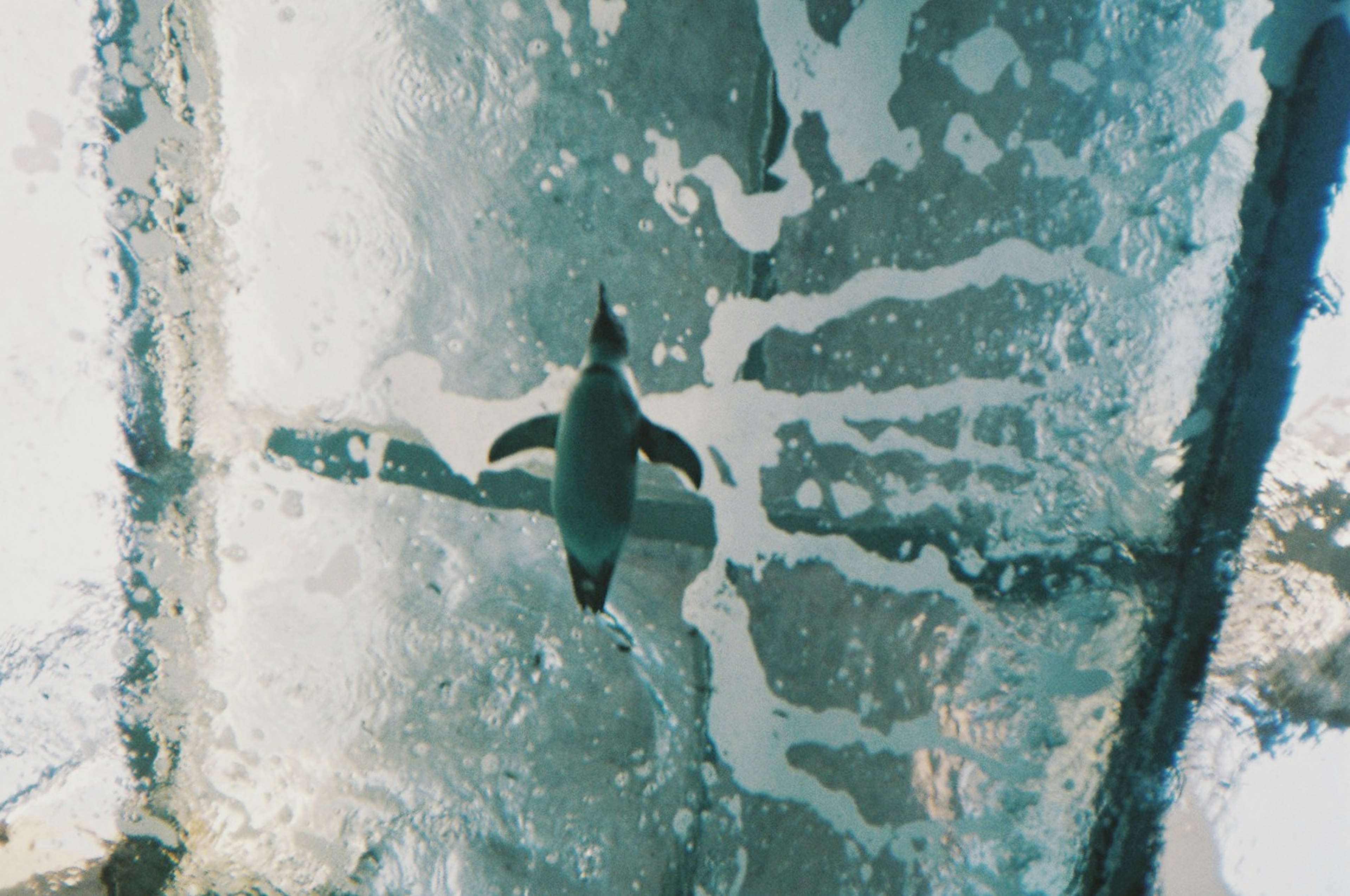 Vista dall'alto di un pinguino che nuota sott'acqua