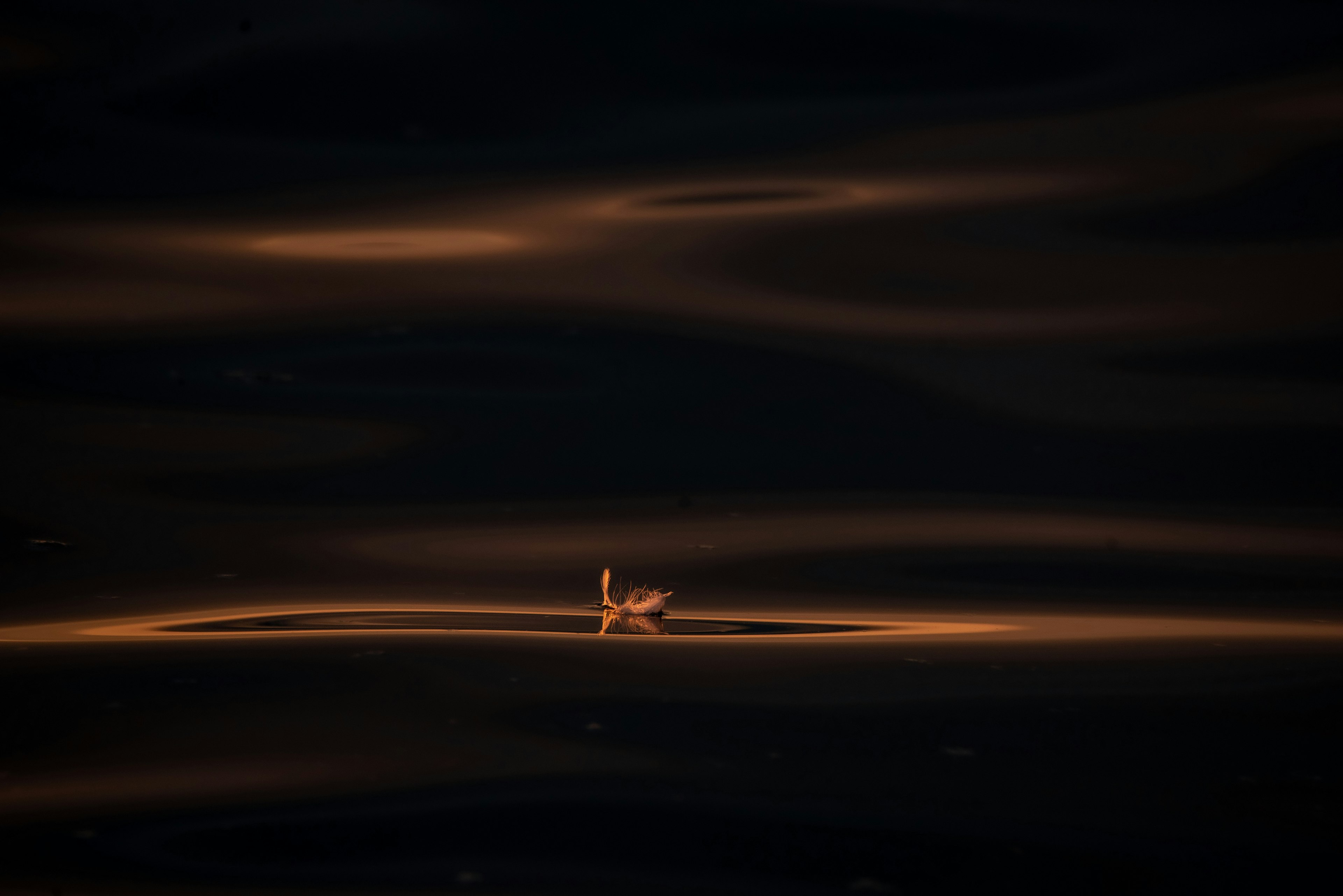 A swan floating on dark water with ripples