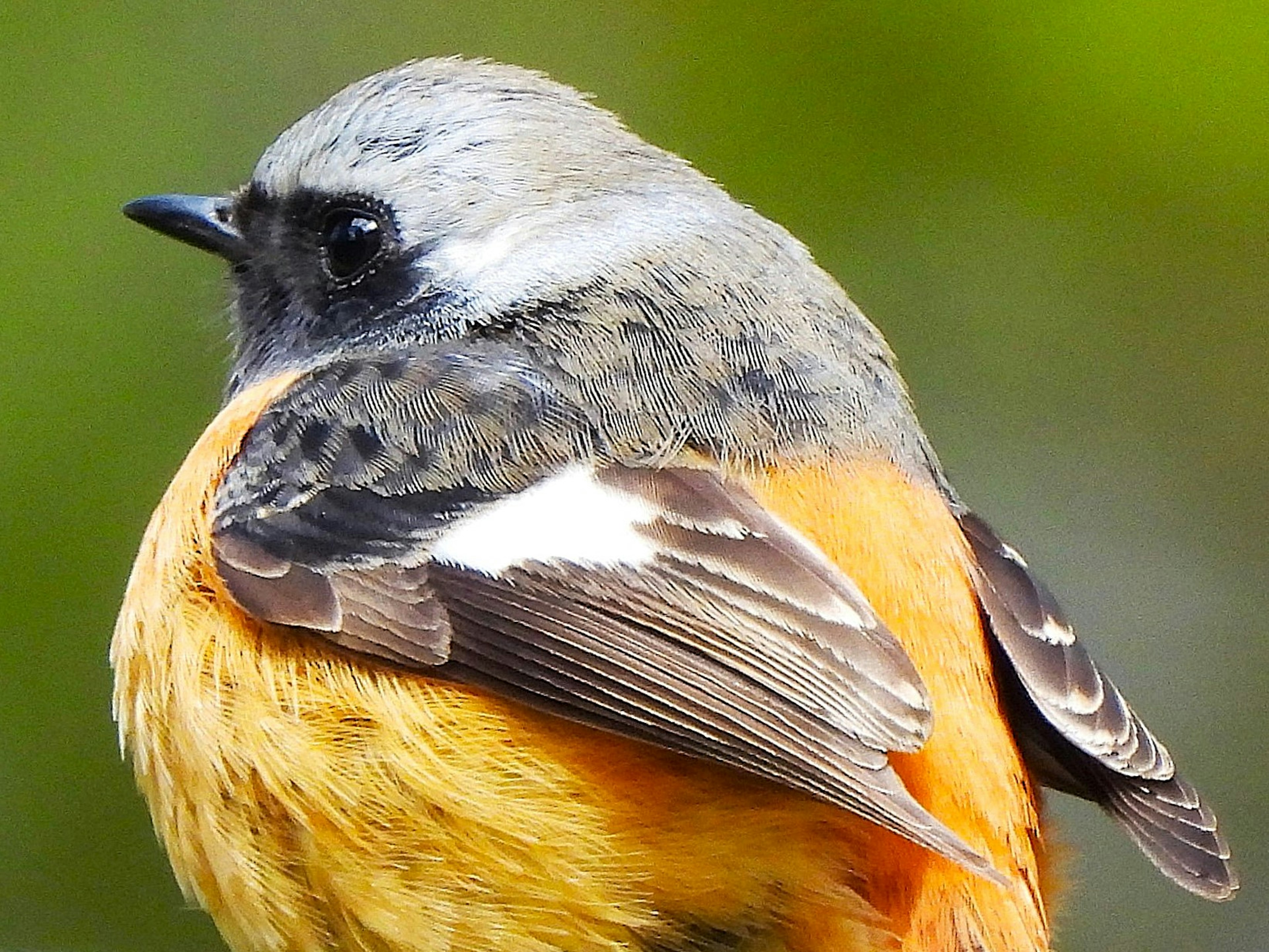 Primo piano di un piccolo uccello con piumaggio arancione vivace e testa grigia