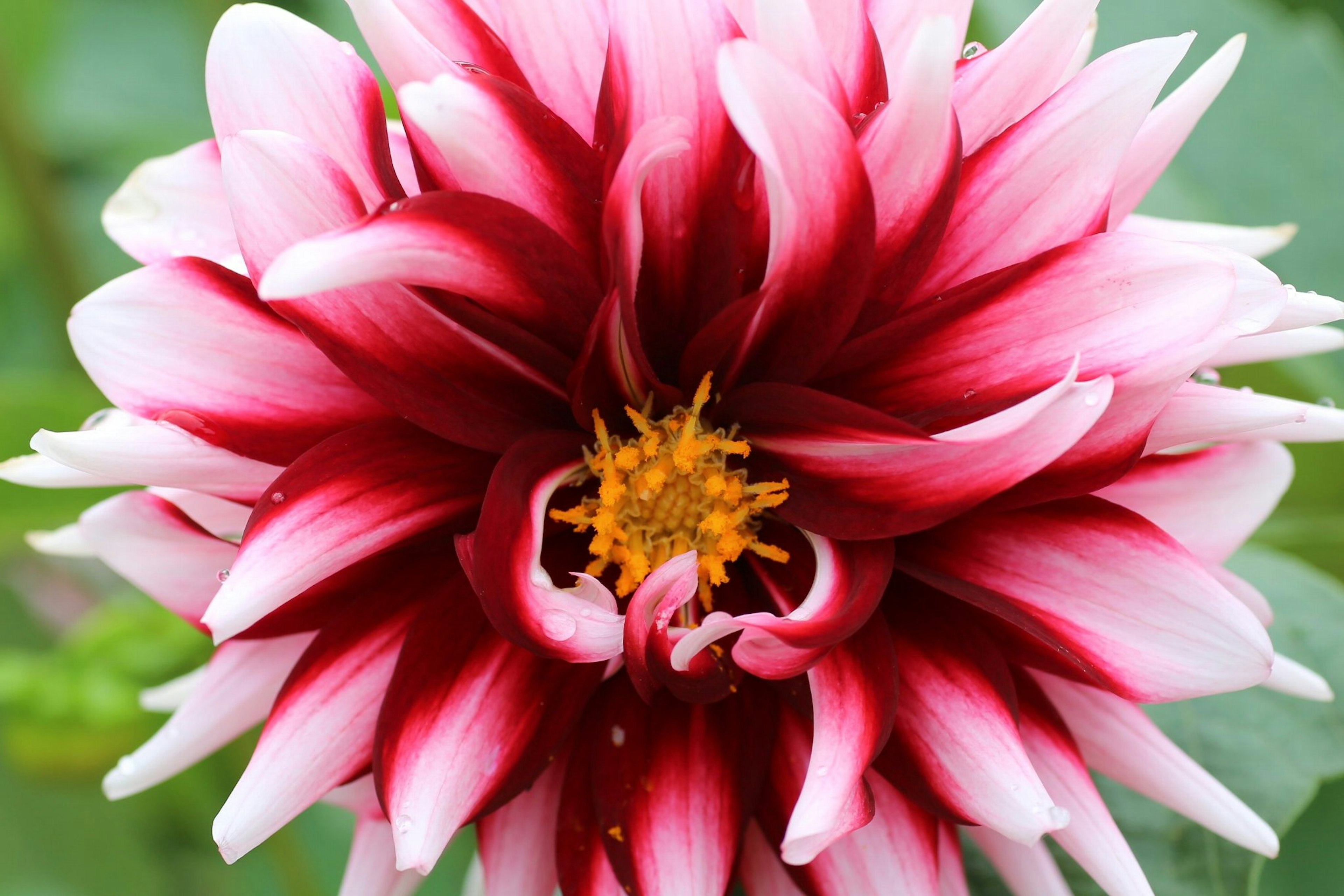 Dahlia flower with striking red and white stripes