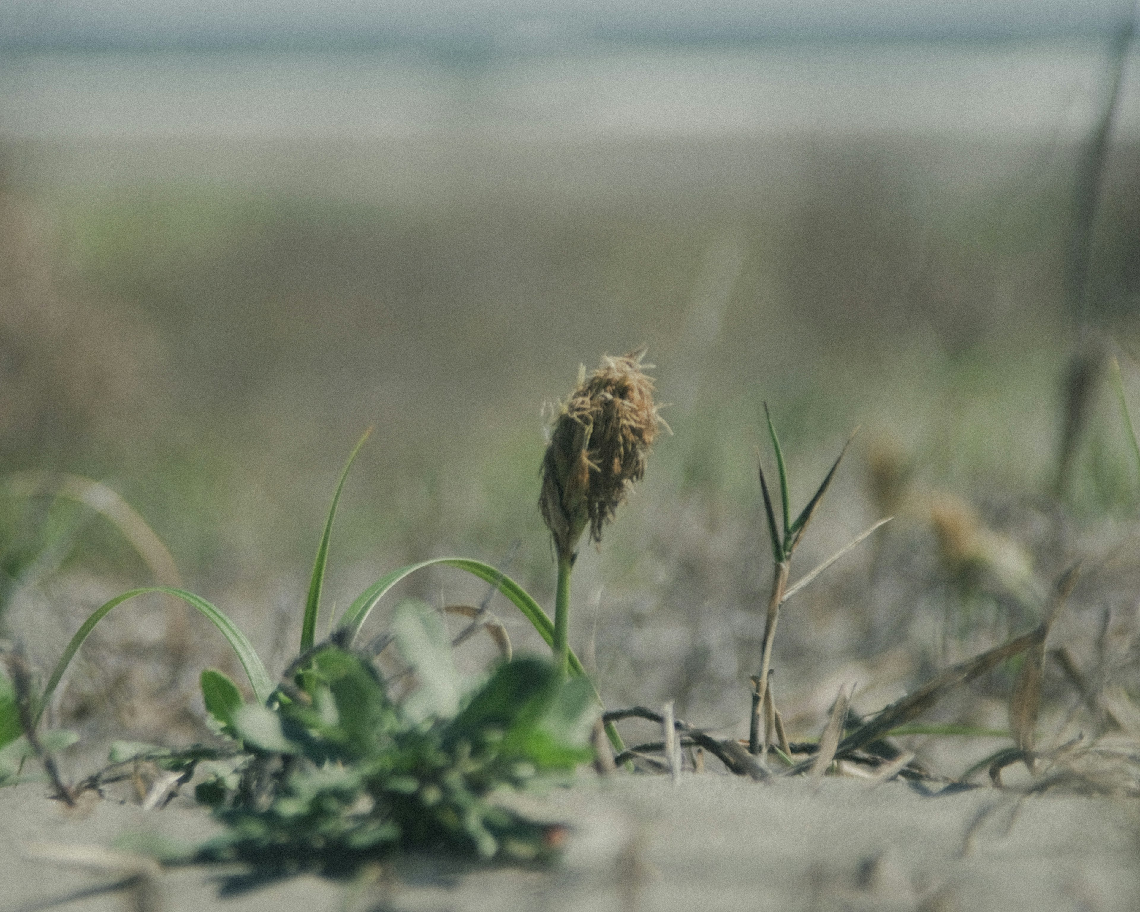 草地に生える植物のクローズアップ、背景にぼやけた風景