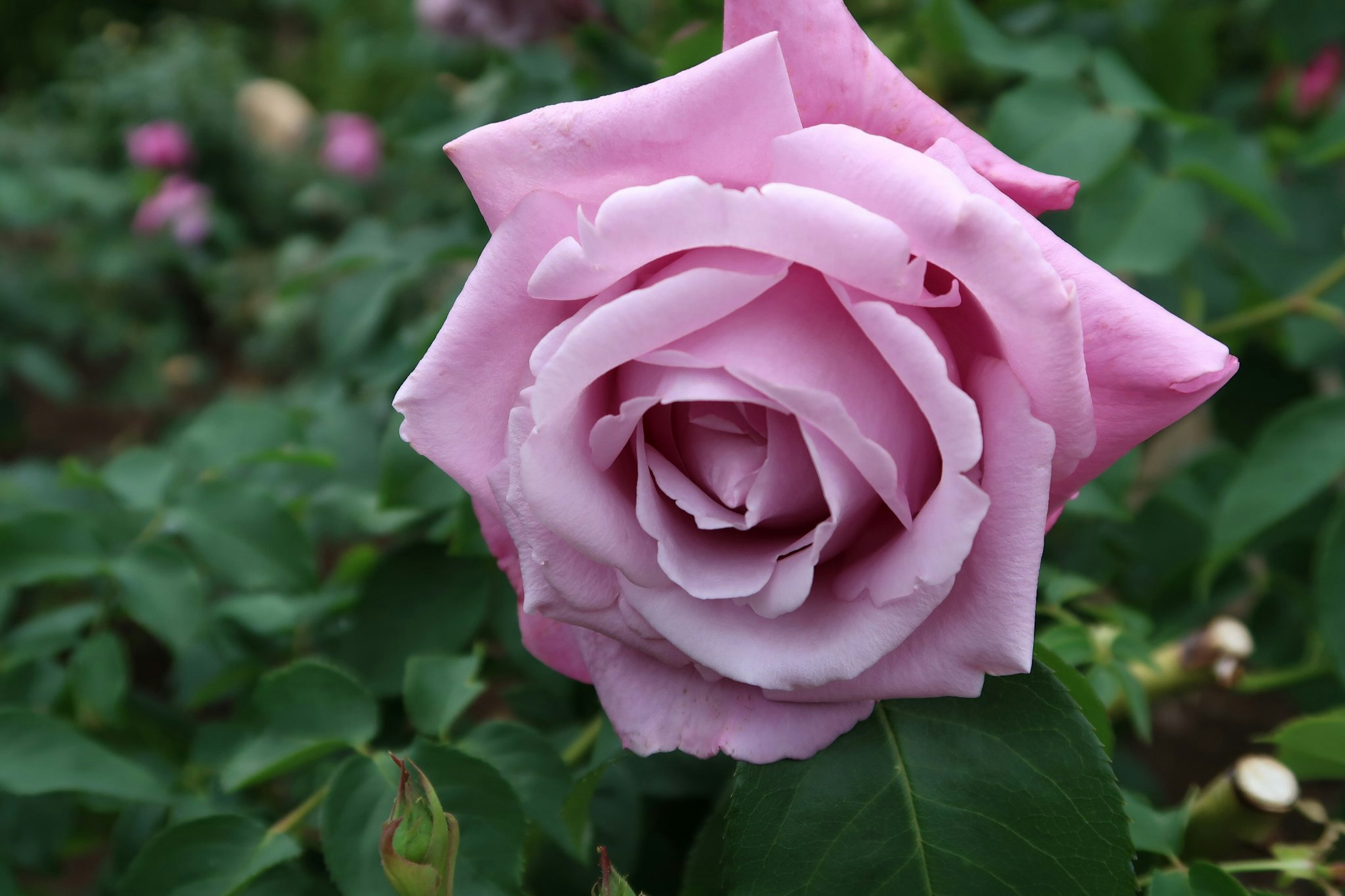 A pink rose flower blooming among green leaves