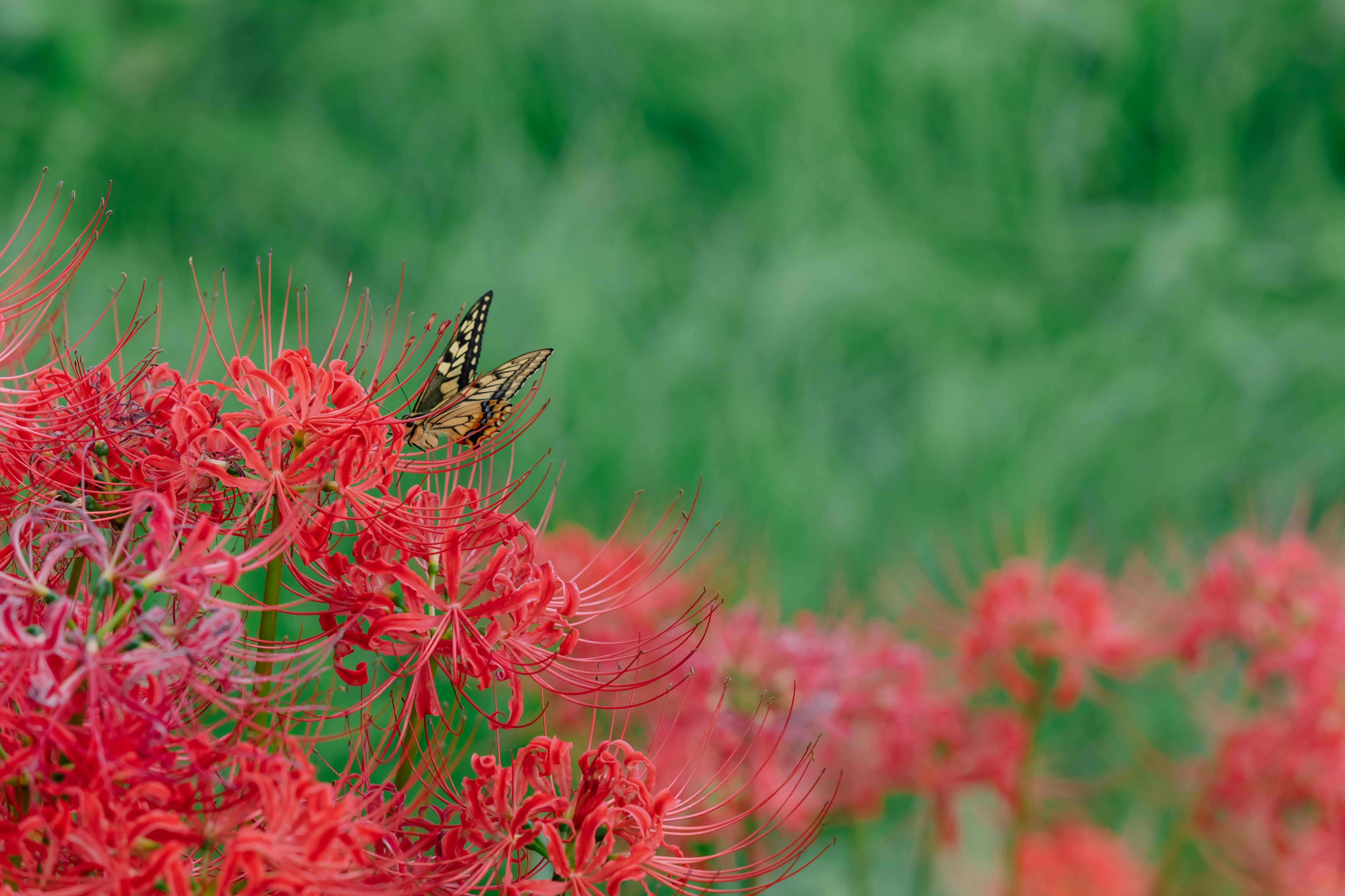 Schmetterling auf roten Spinnenlilien mit verschwommenem grünem Hintergrund