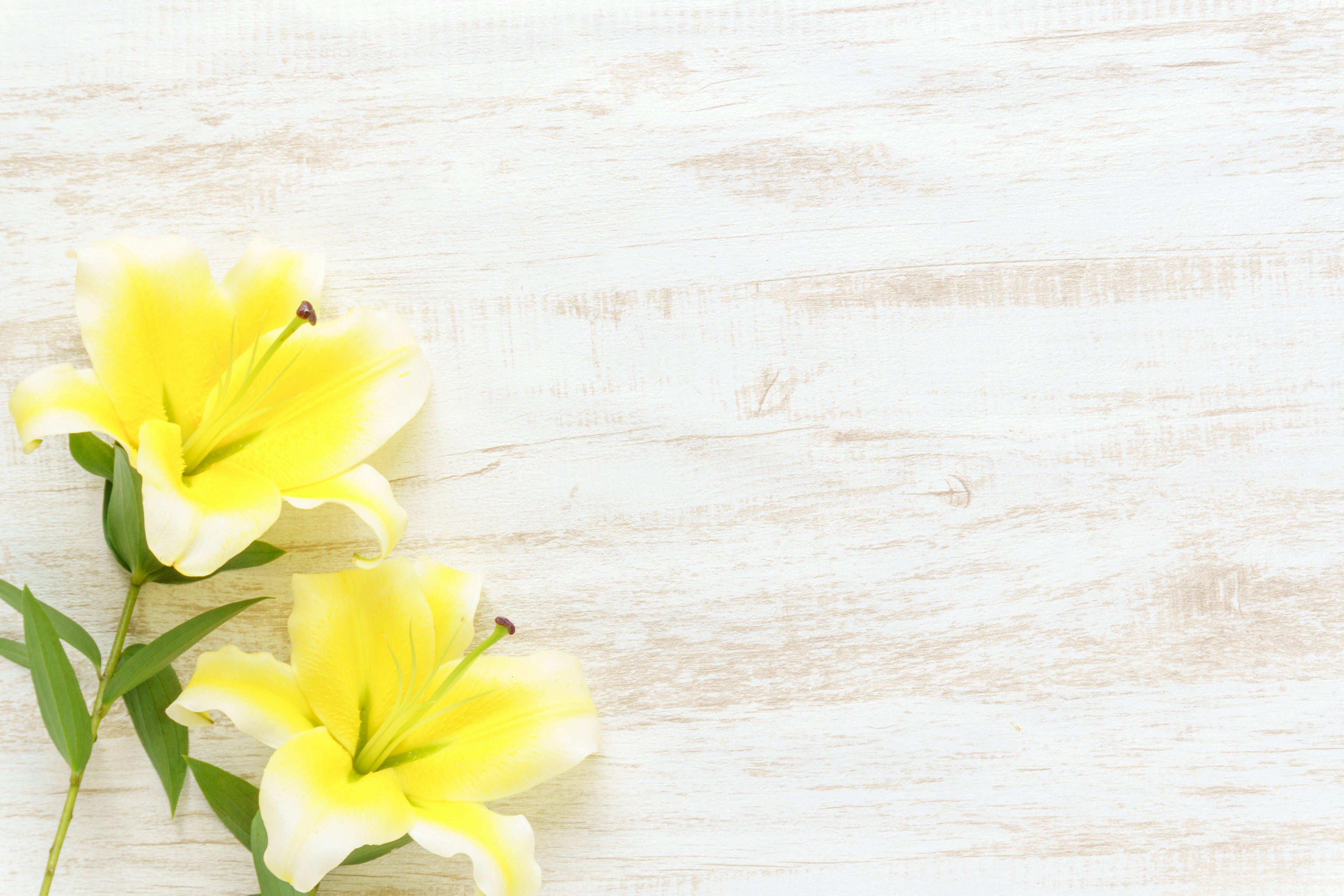 A simple image featuring two yellow flowers on a white background