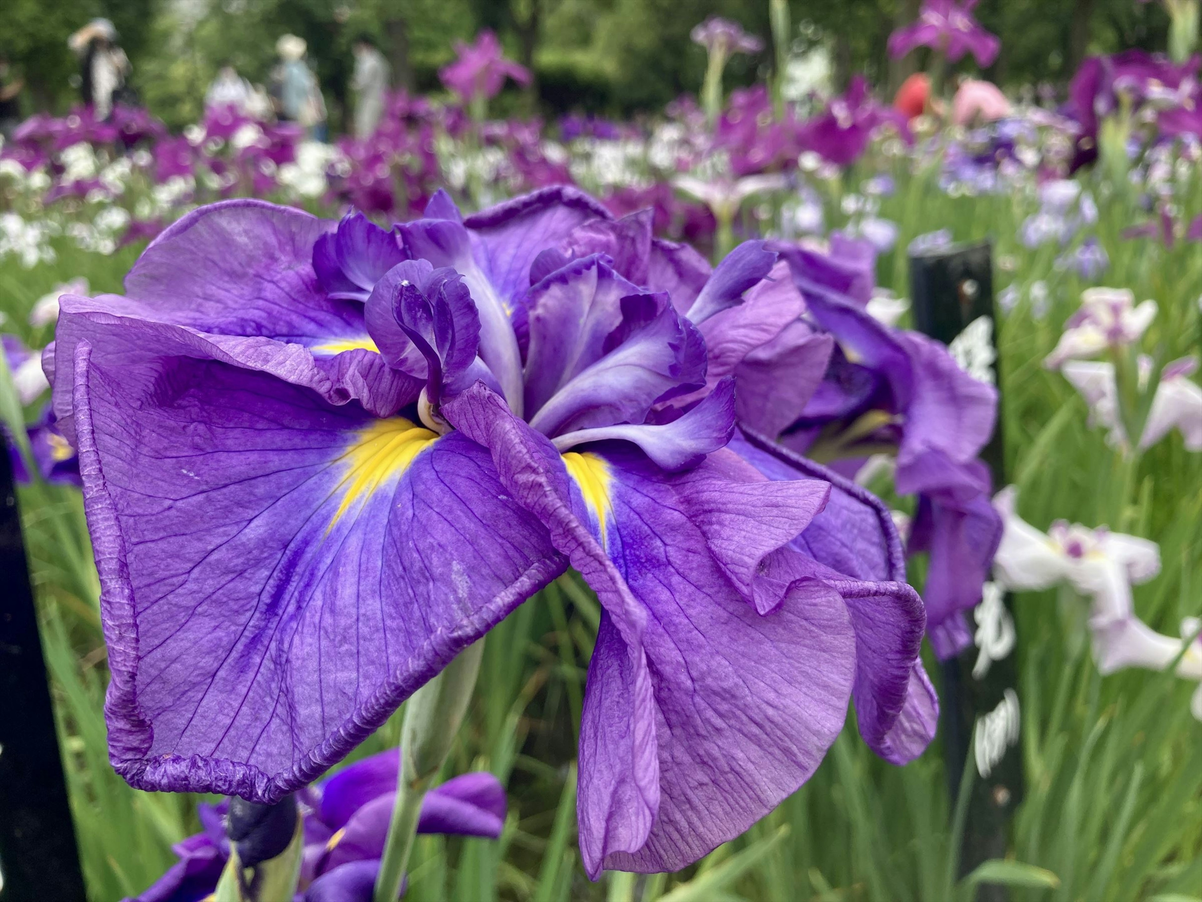 鮮やかな紫色のアイリスの花が咲いている景色 近くに黄色い模様があり 背景には他の花も見える