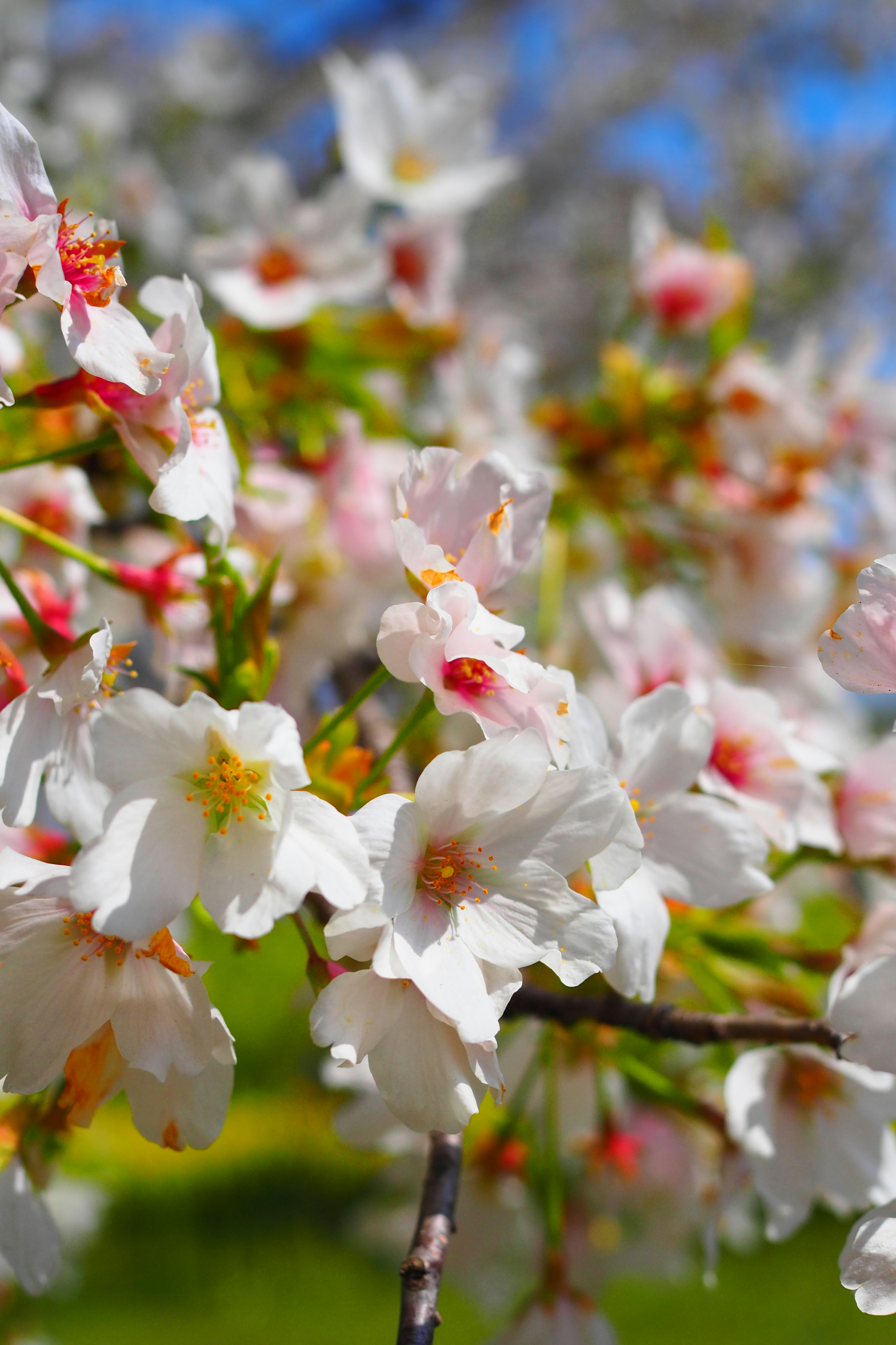 Kedekatan bunga sakura di cabang