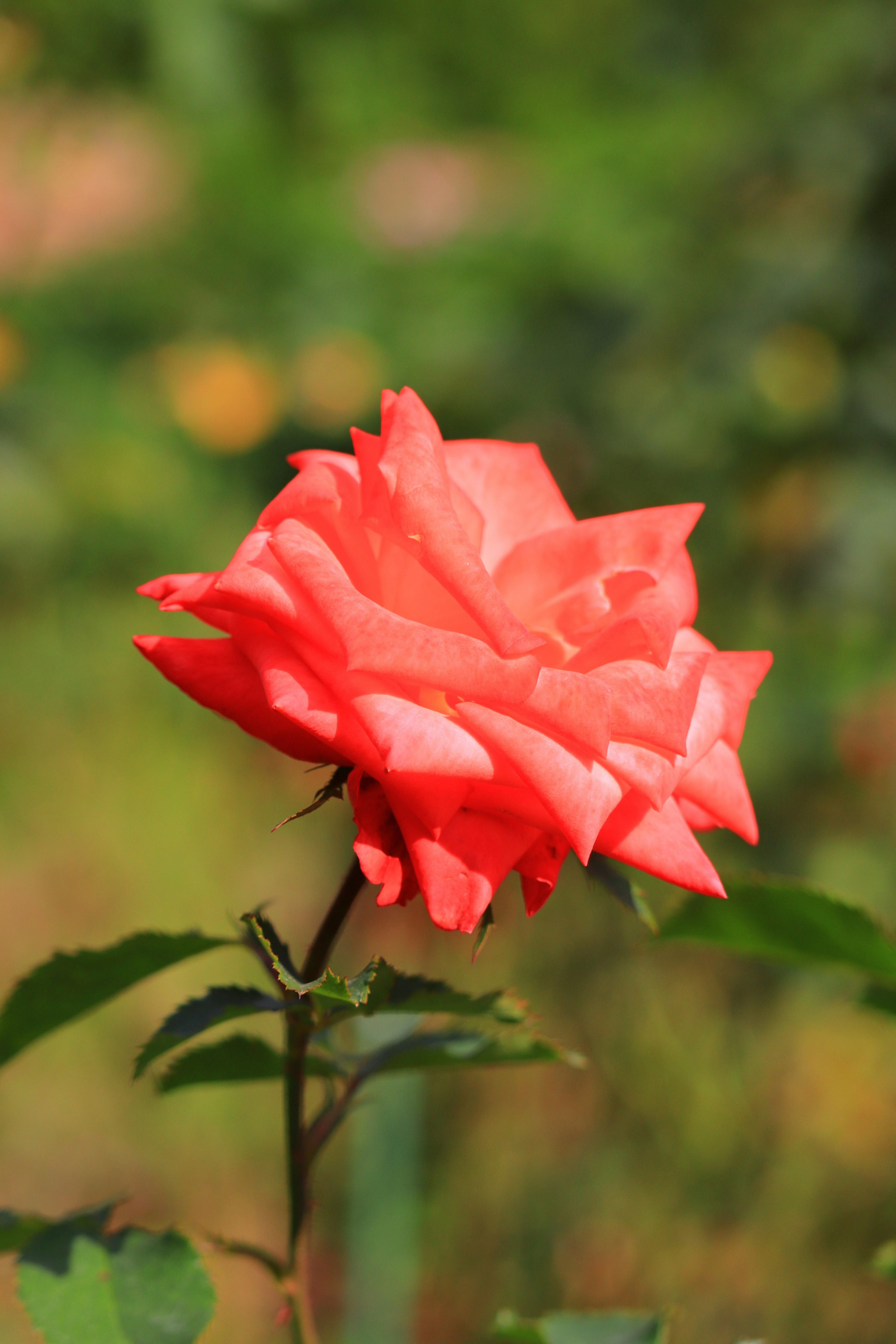 Lebendige orange Rose blüht vor grünem Hintergrund