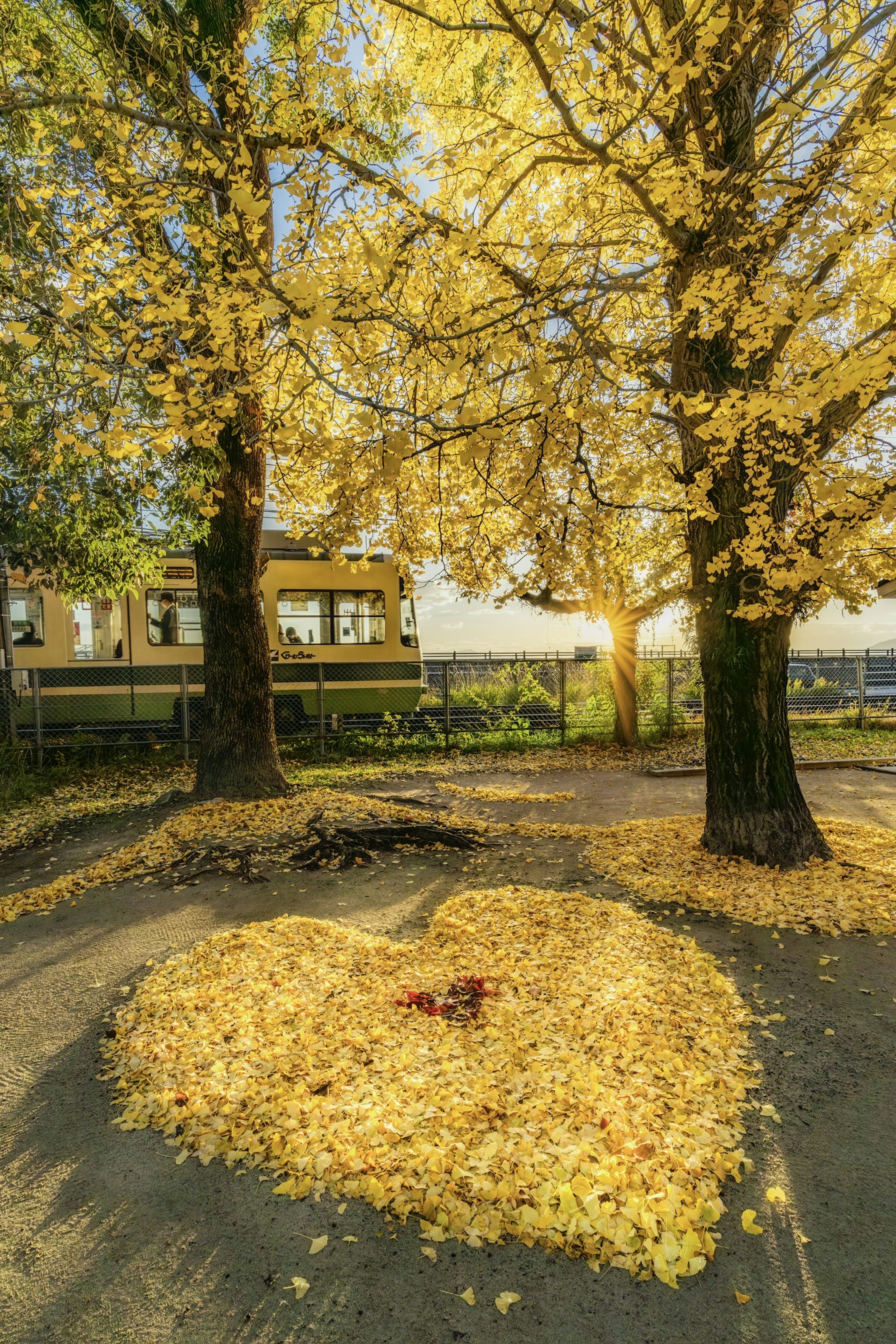 Heart-shaped pattern of yellow leaves under two trees