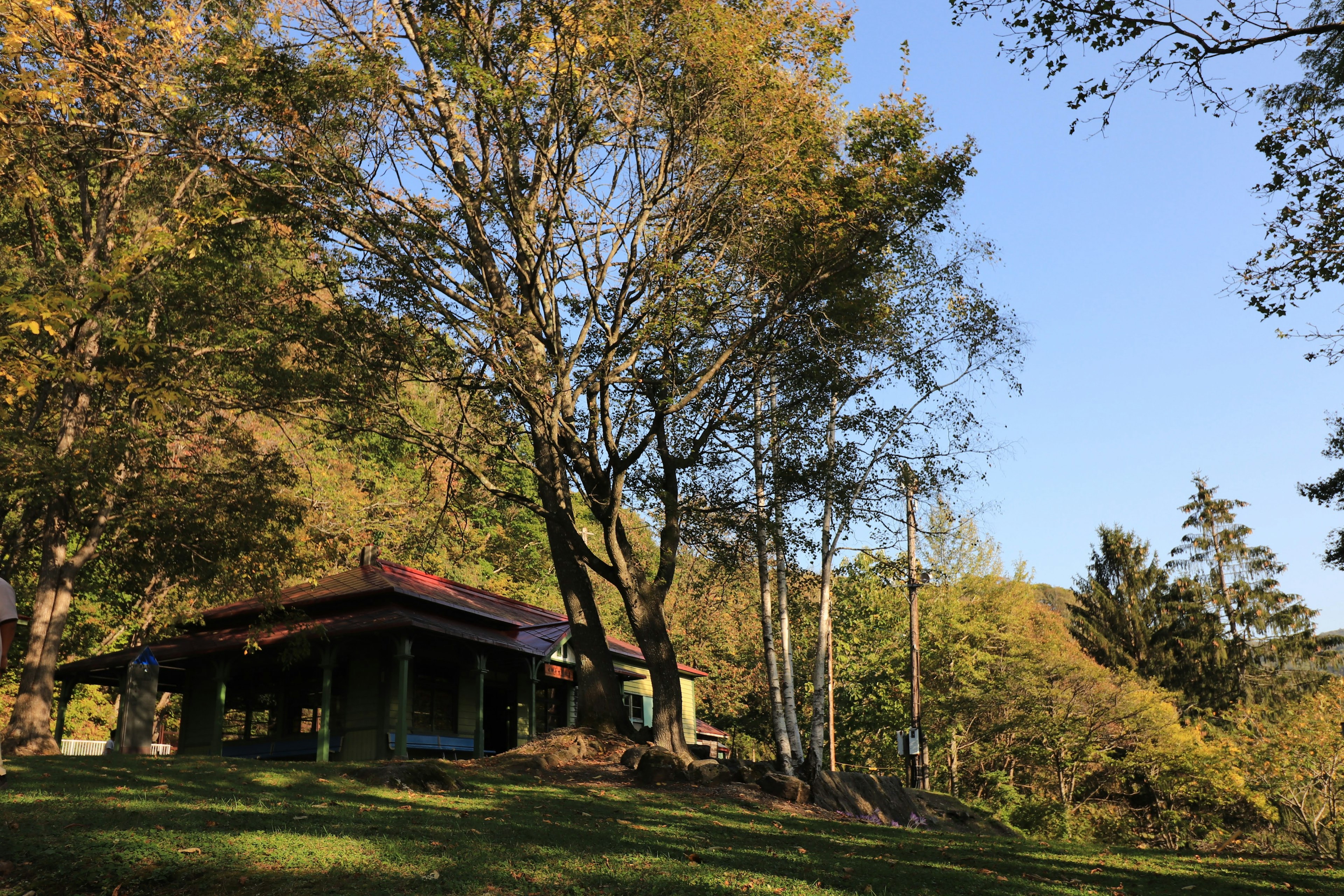 Grünes Haus umgeben von herbstlichem Laub und hohen Bäumen