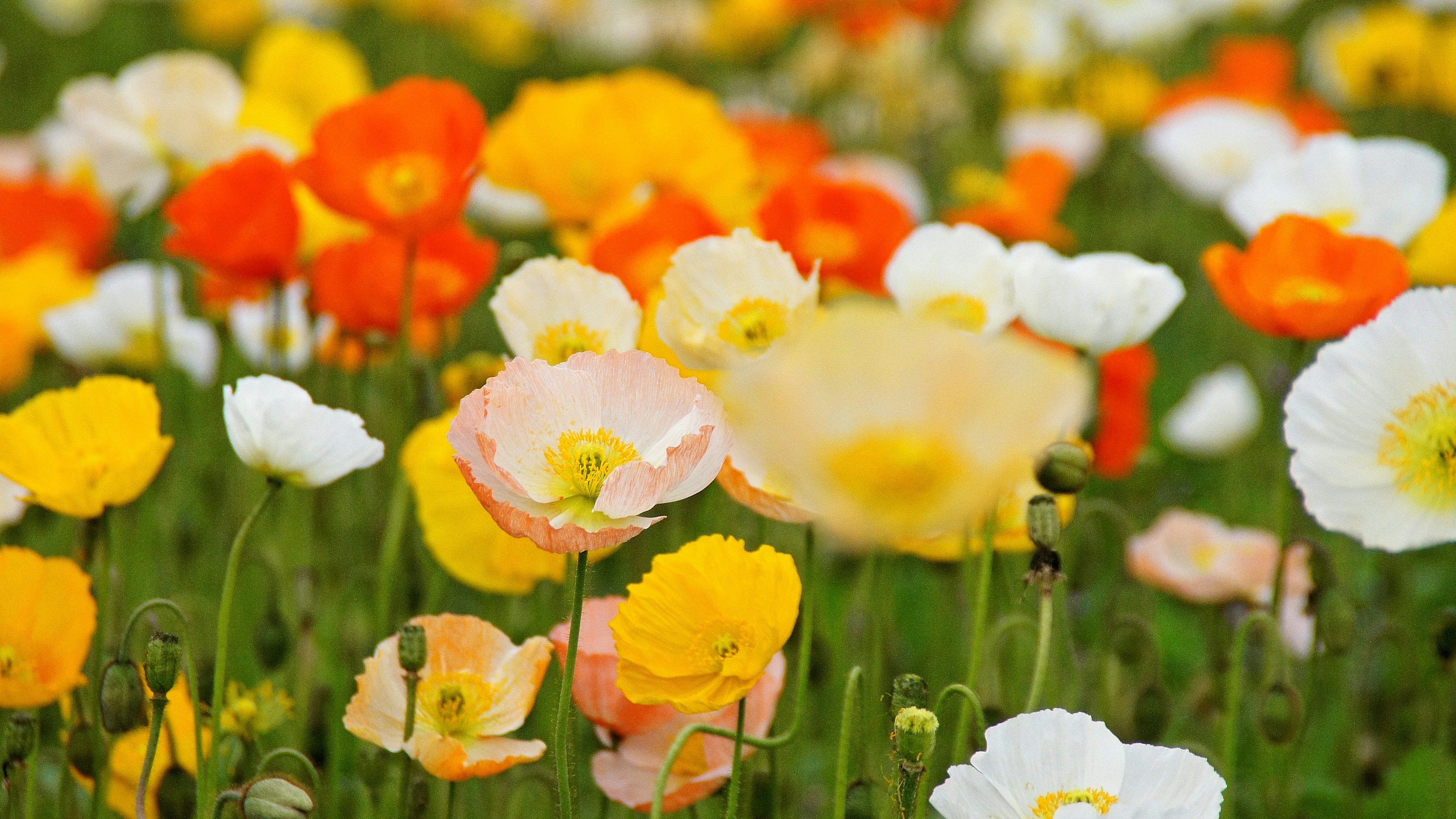 Vibrant field of colorful flowers with poppies in orange, yellow, and white