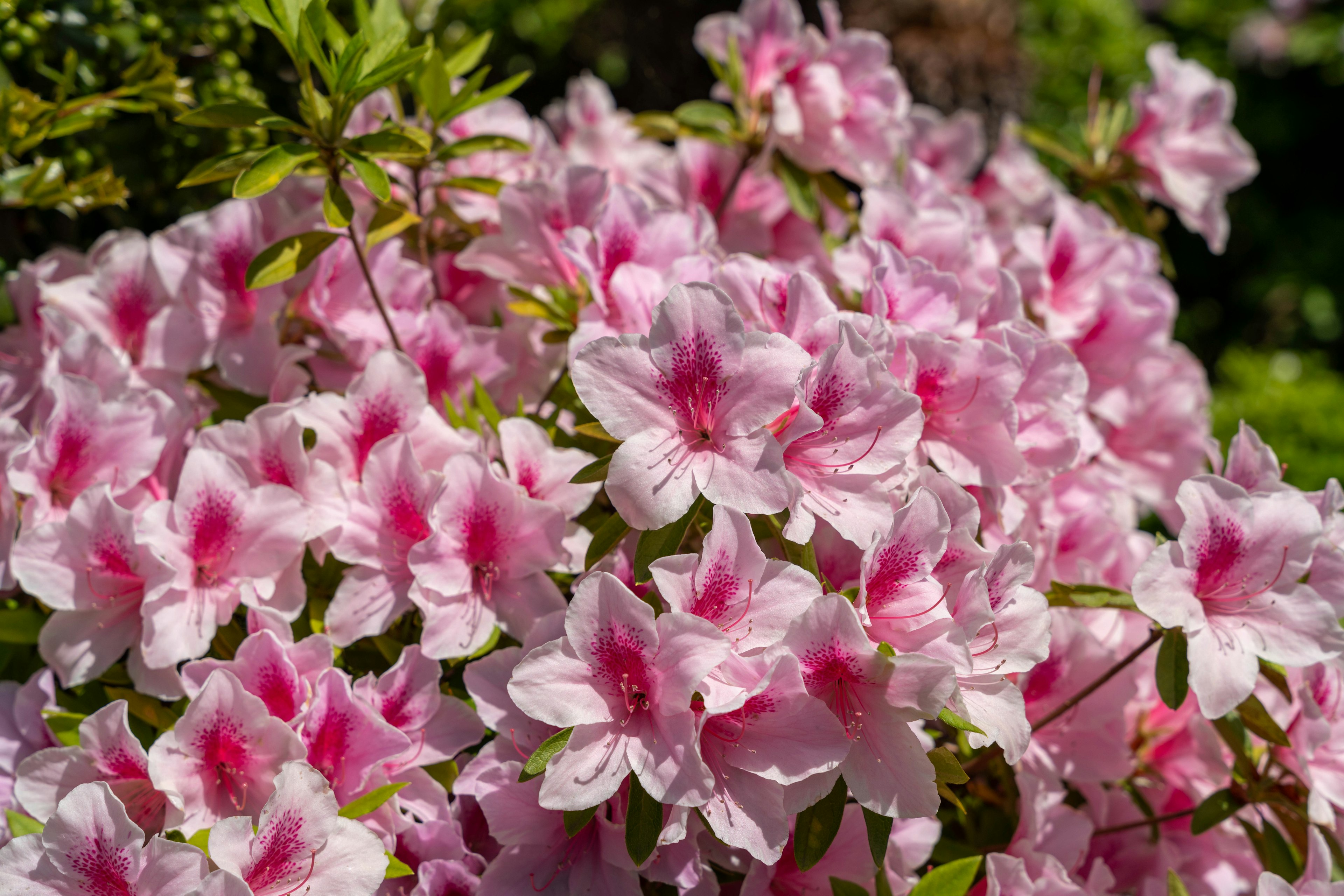 淡いピンクの花が咲くつつじのブッシュ