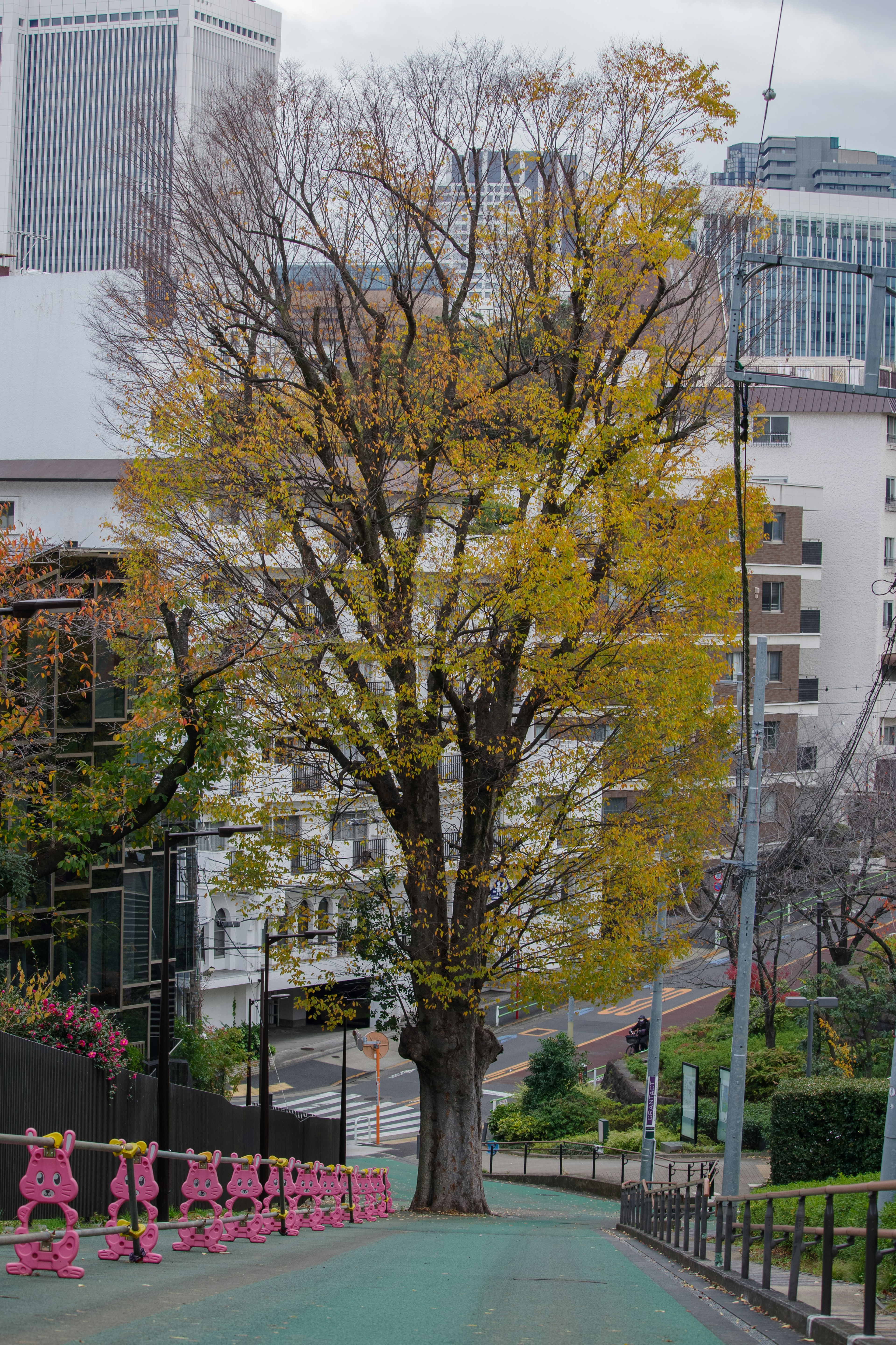 A large tree with autumn leaves and an urban backdrop