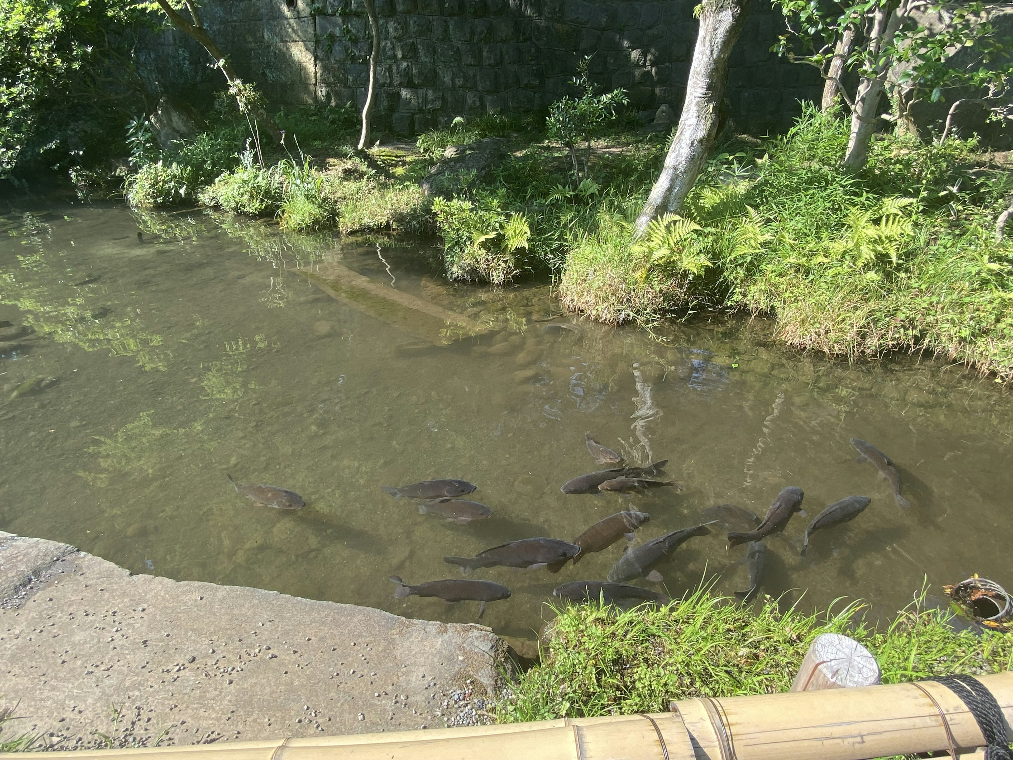 Tranquil waters with fish swimming in a lush green environment