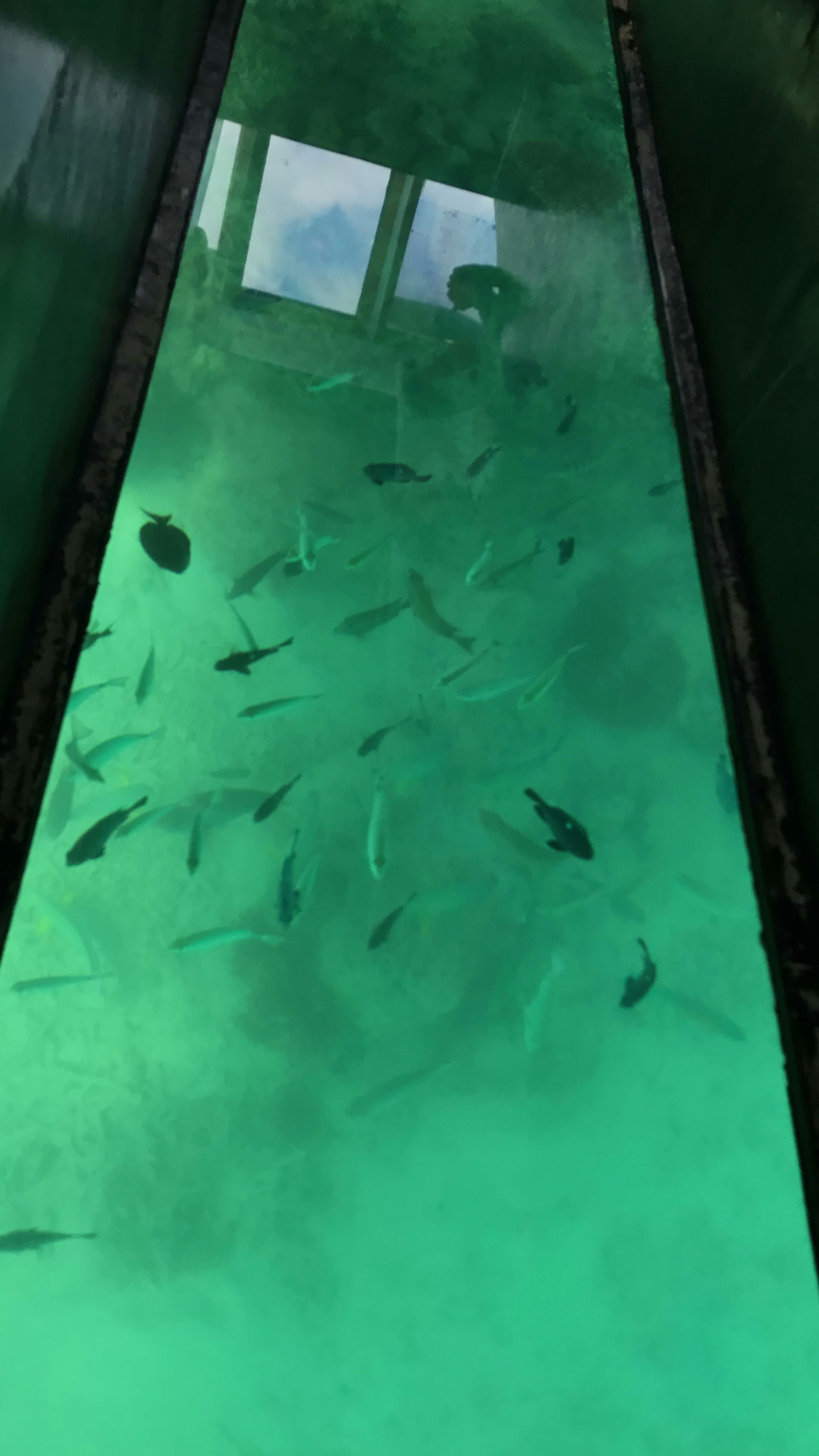 Underwater view of fish swimming in turquoise water