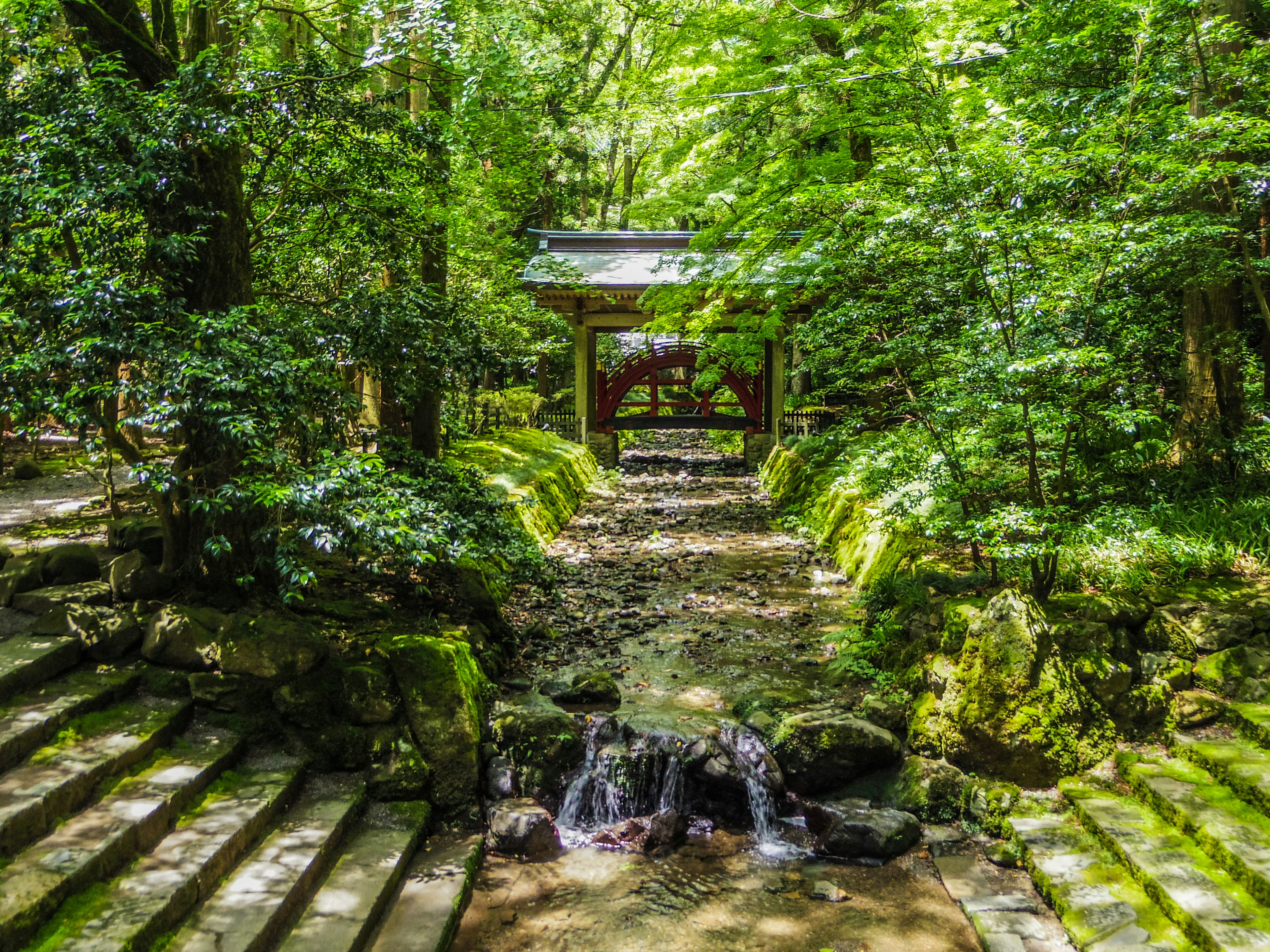 Escena de bosque frondoso con escaleras de piedra y un pequeño arroyo Puerta de madera rodeada de vegetación y luz solar filtrándose