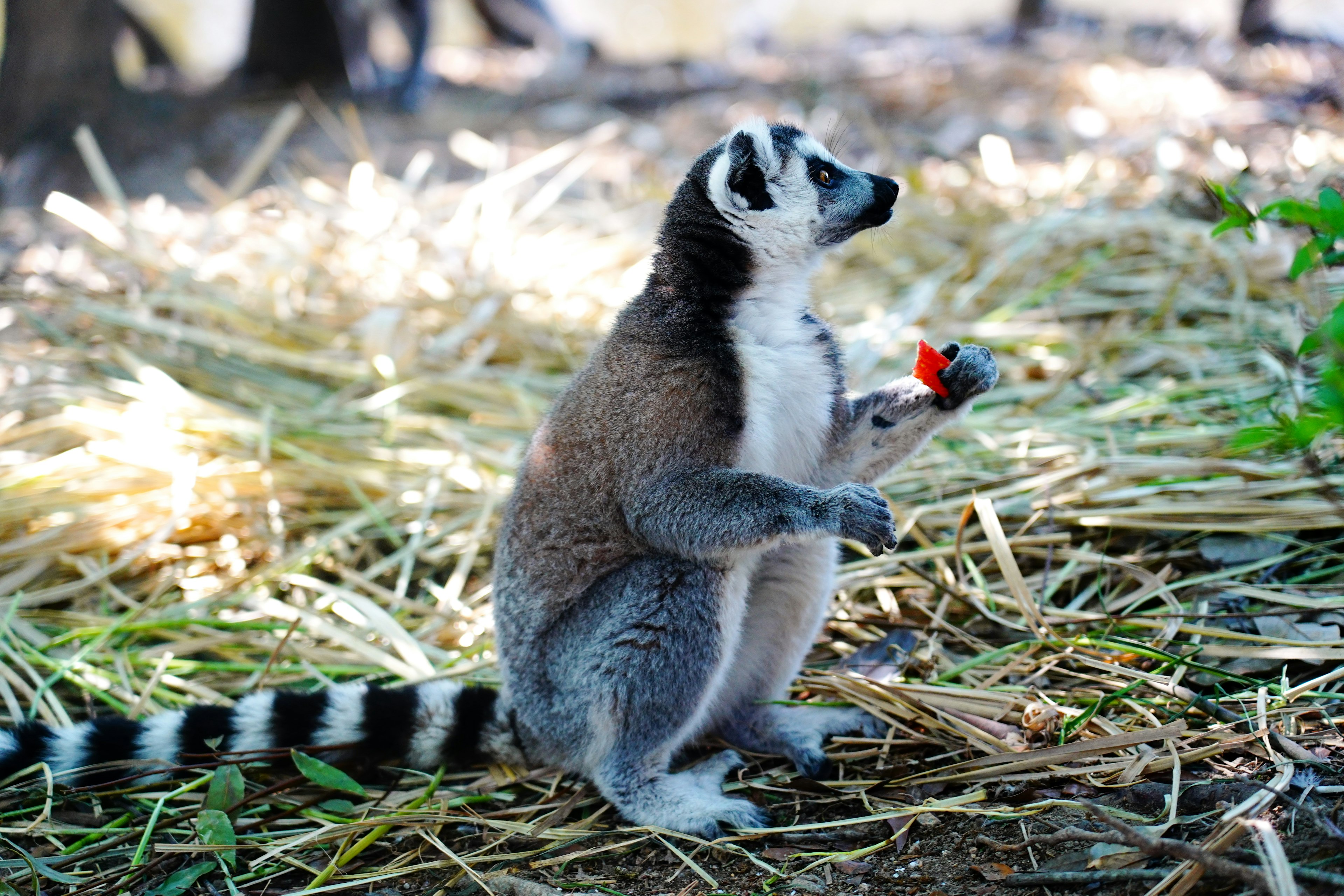 Seekor lemur ekor cincin berdiri di atas jerami sambil memegang buah merah