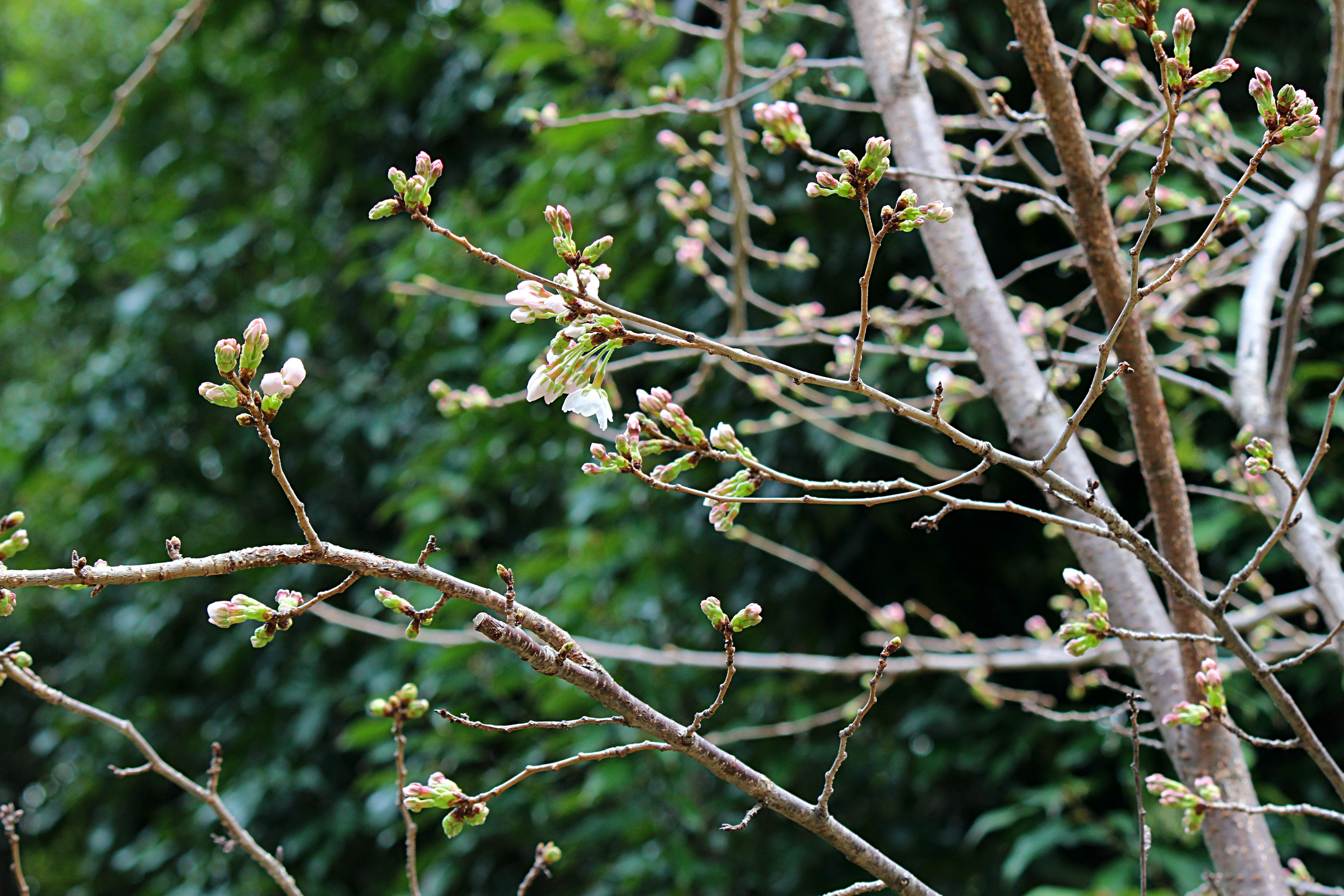 Kedekatan tunas bunga sakura yang mulai mekar di cabang pohon dengan latar belakang hijau