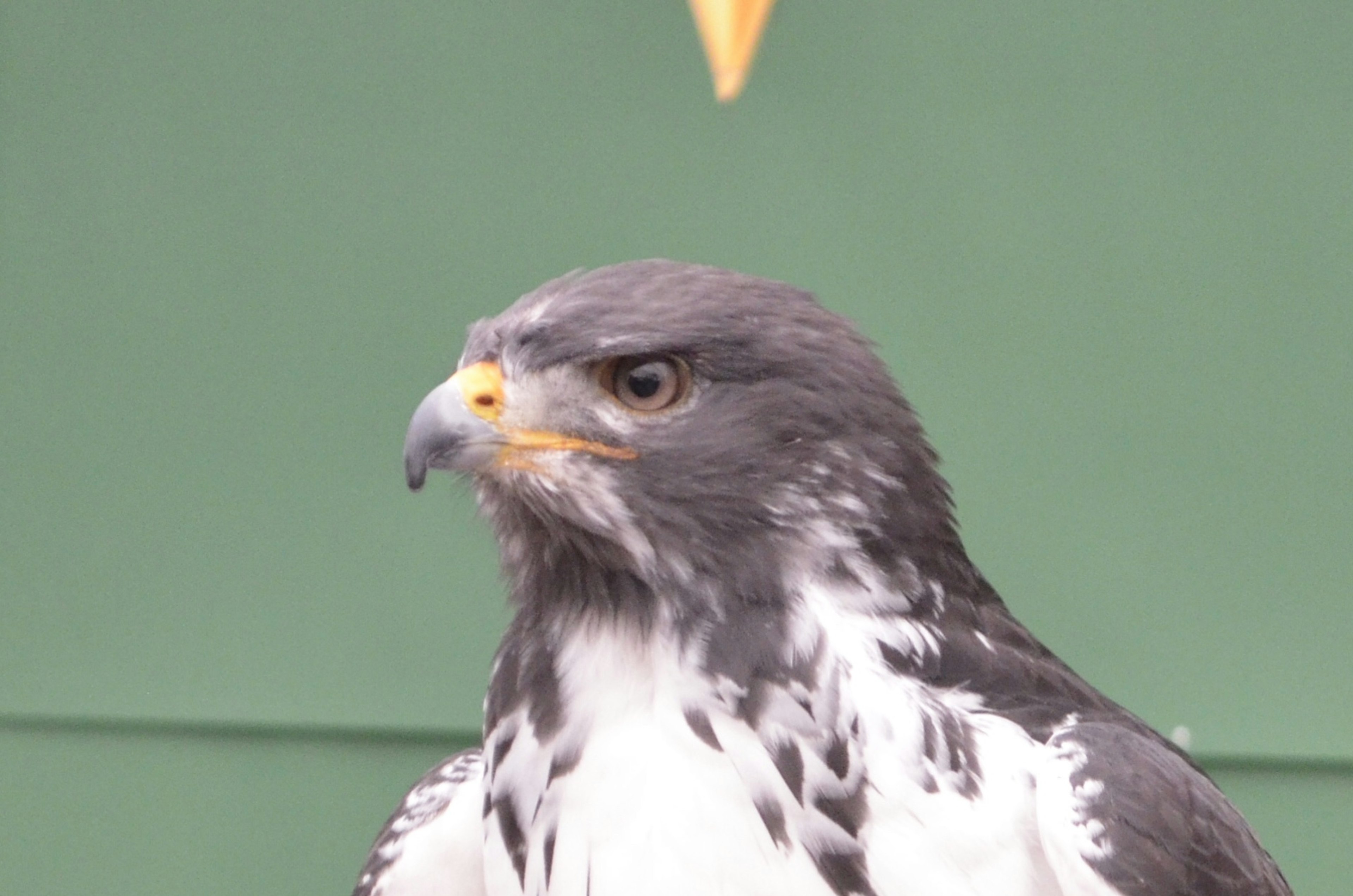 Close-up of a hawk with gray and white feathers