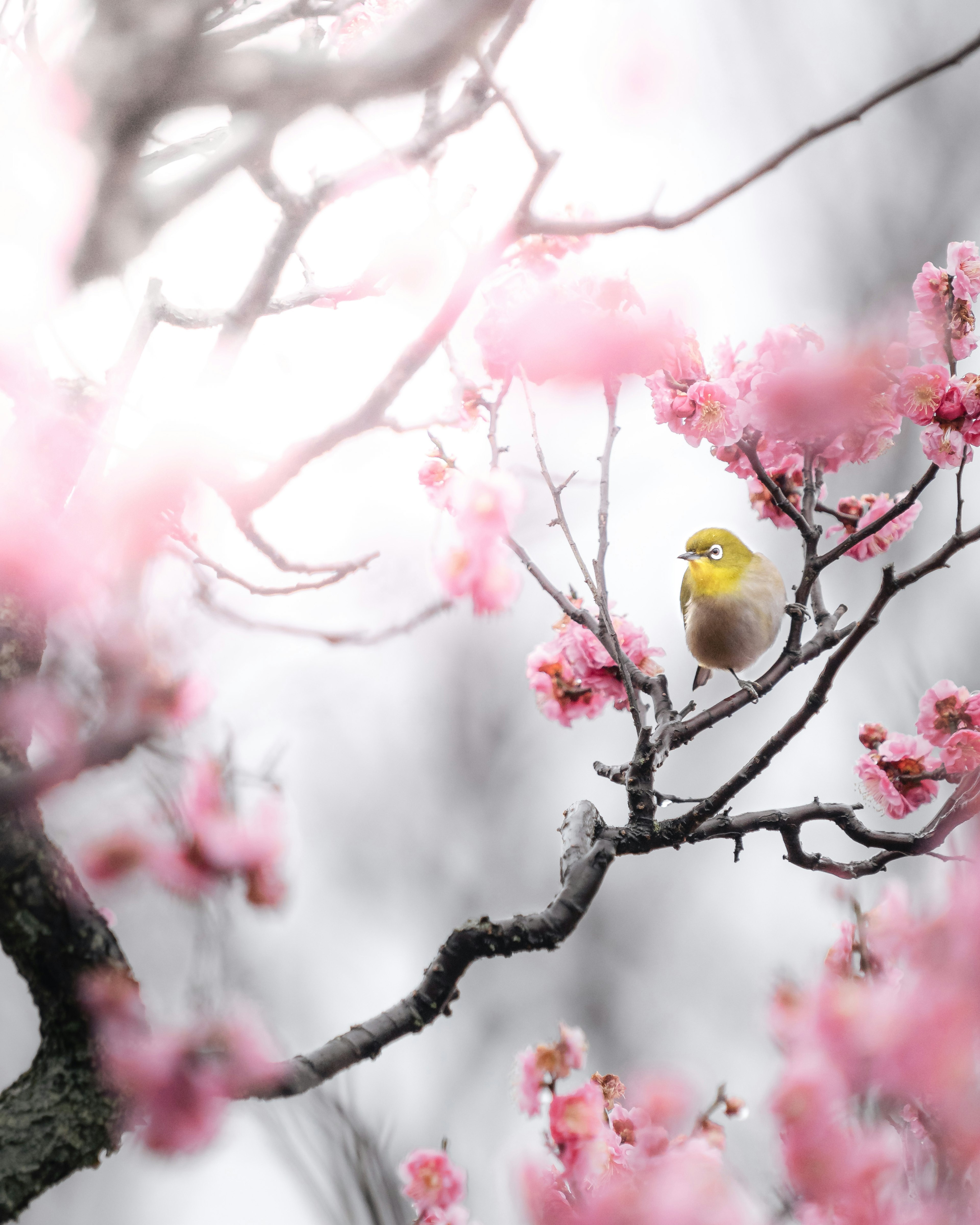 Una hermosa escena de un pájaro amarillo entre flores de cerezo