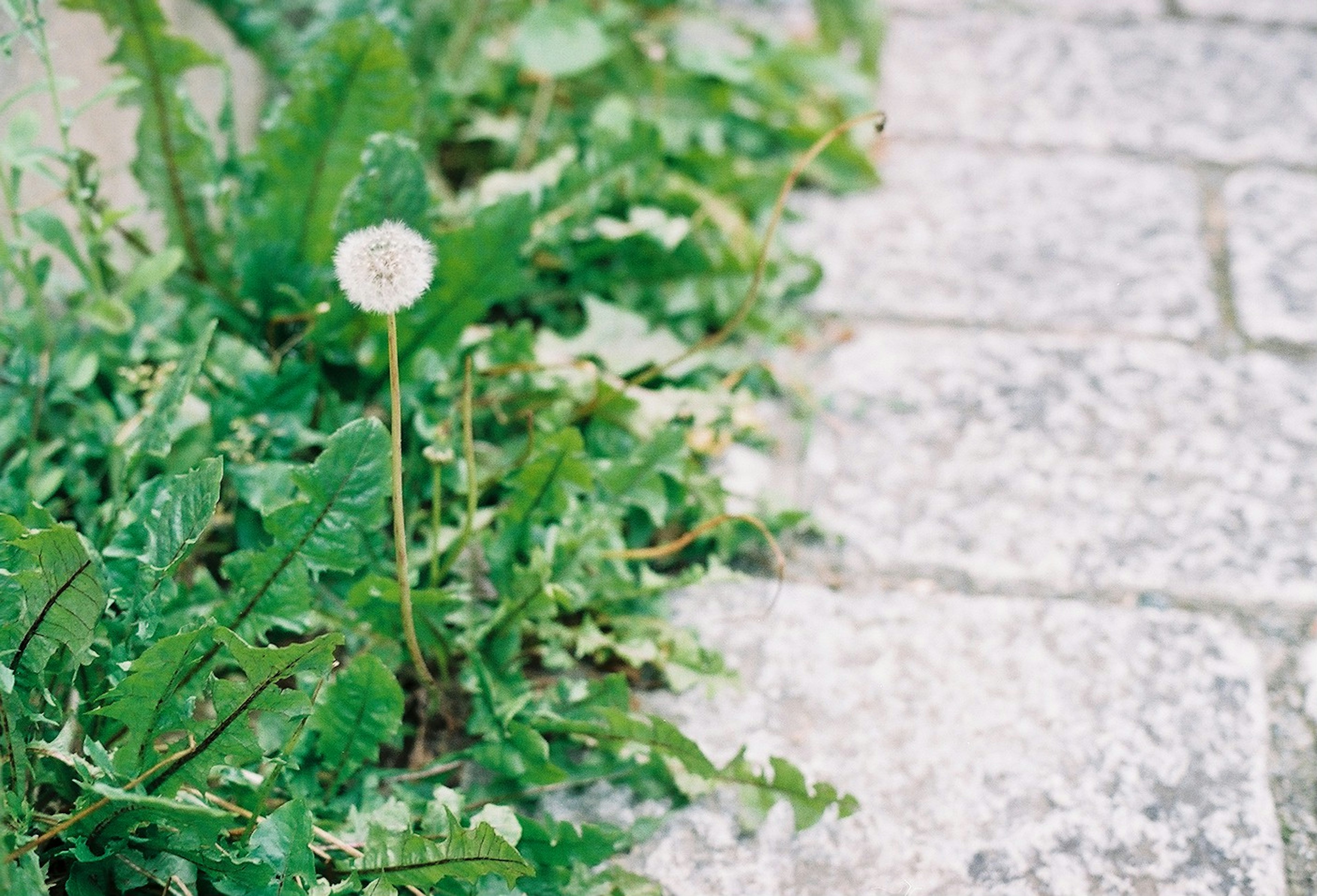 Dandelion flower among green grass by stone pavement