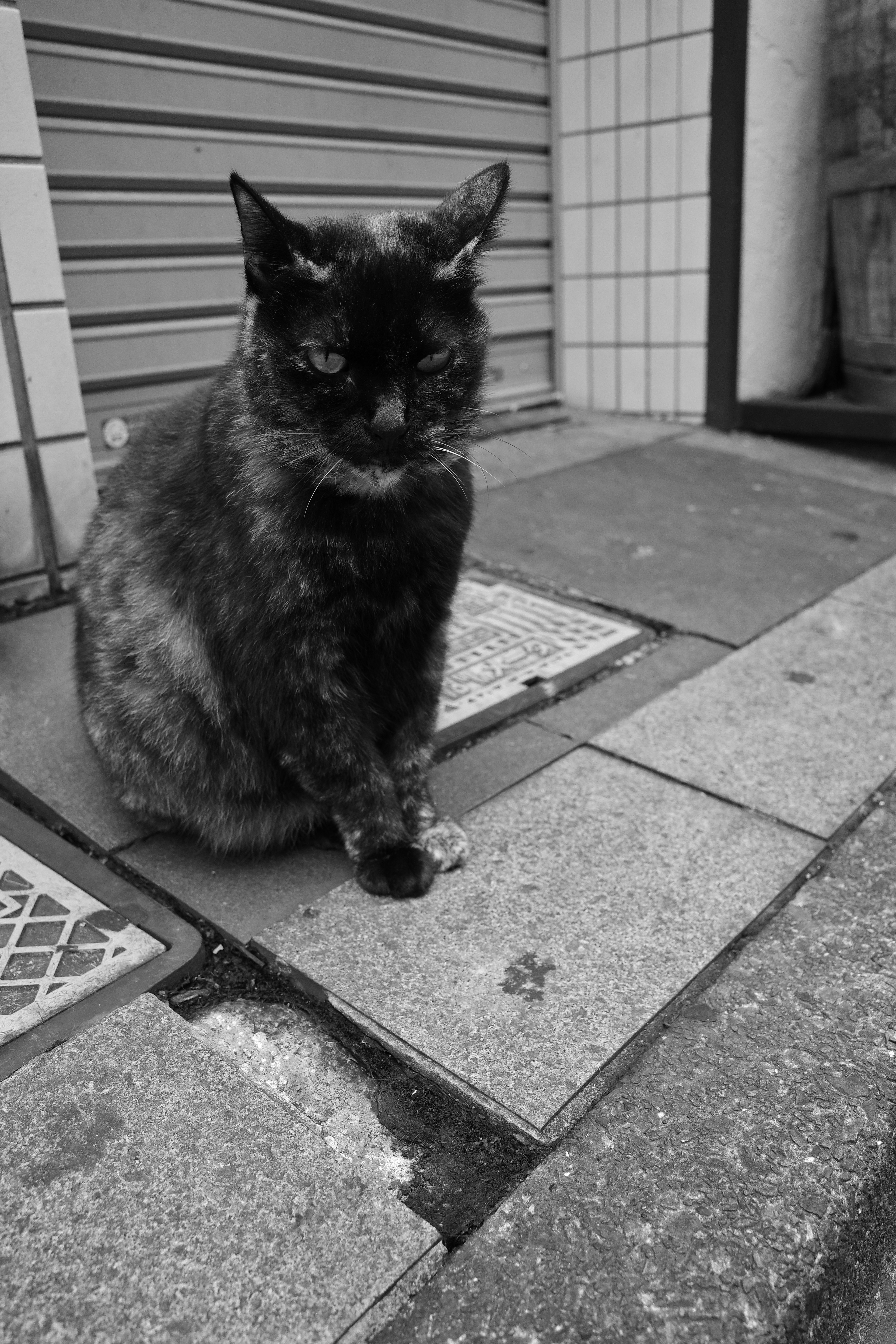 黒と茶の混じった猫が歩道に座っている