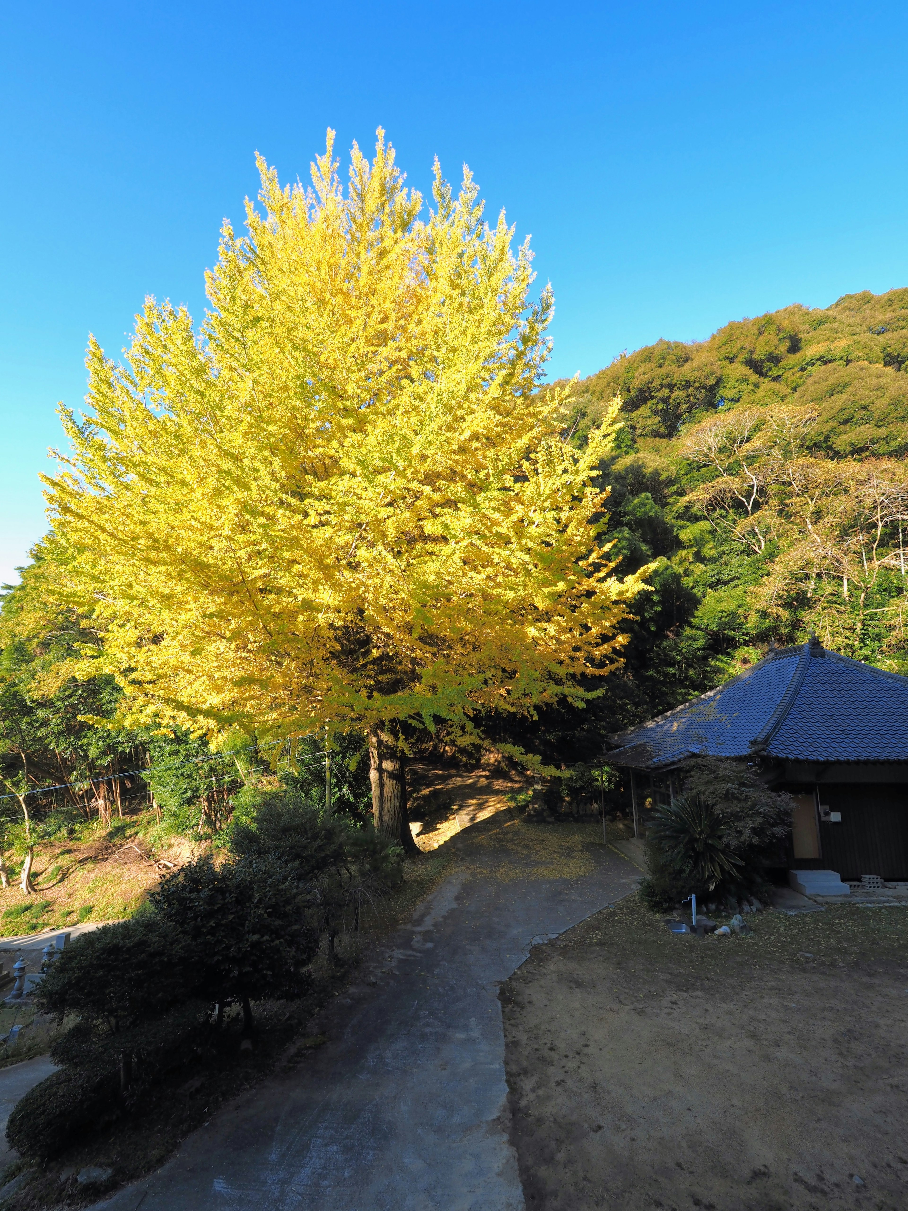 Bell'albero di ginkgo giallo con paesaggio naturale circostante