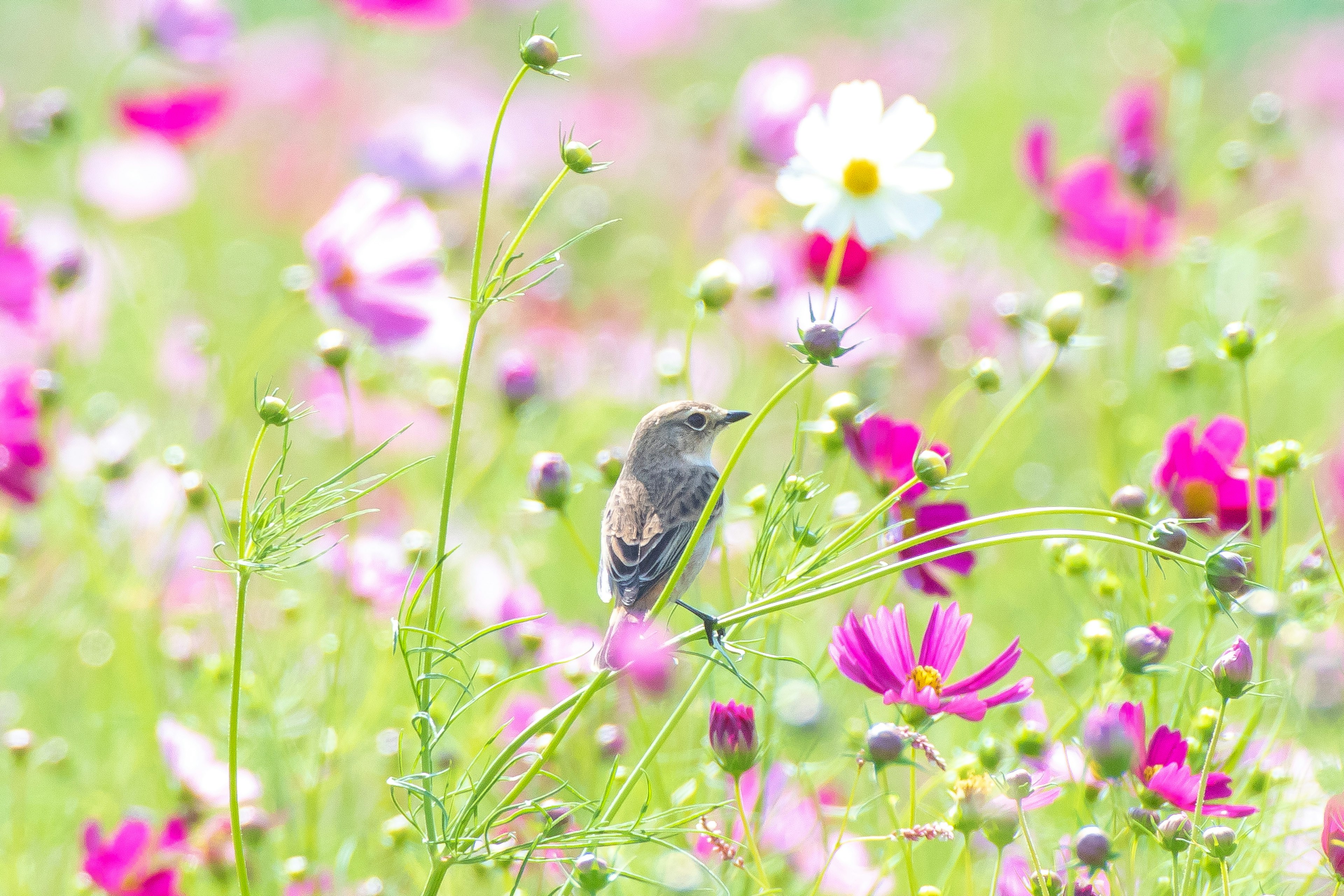 Ein kleiner Vogel sitzt zwischen bunten Kosmosblumen in einem lebhaften Feld