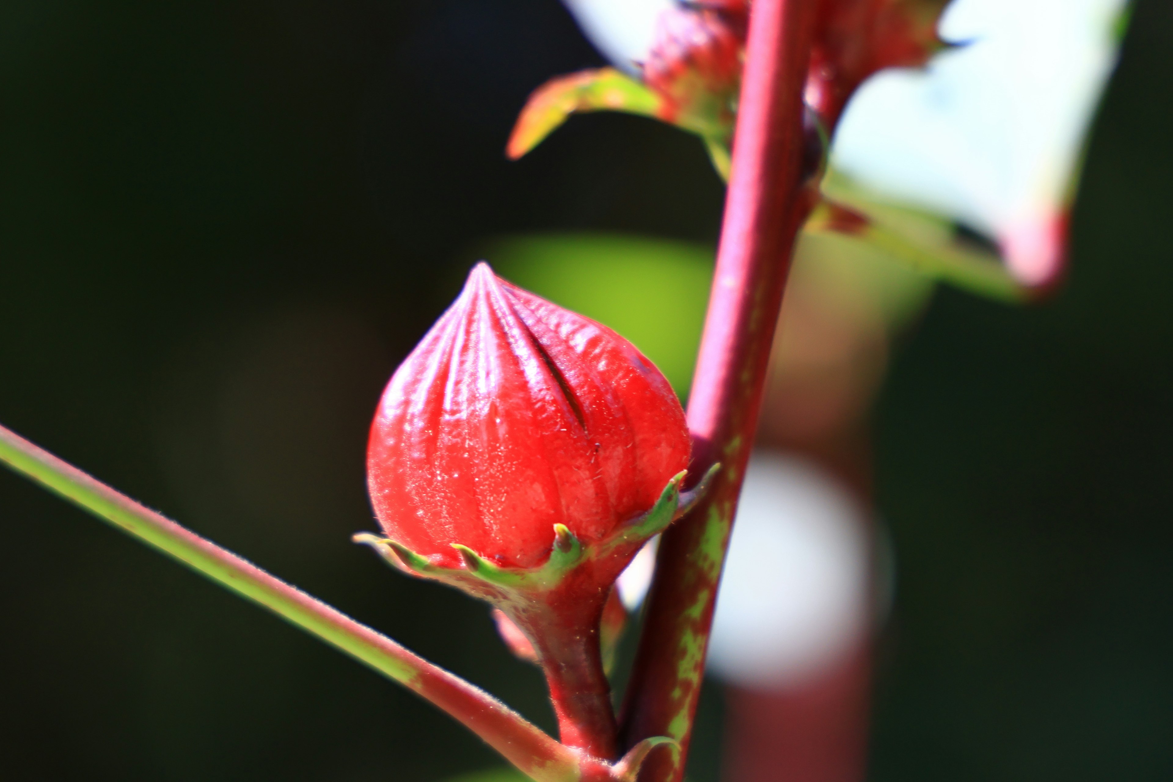 Primer plano de un botón de flor roja con tallo verde