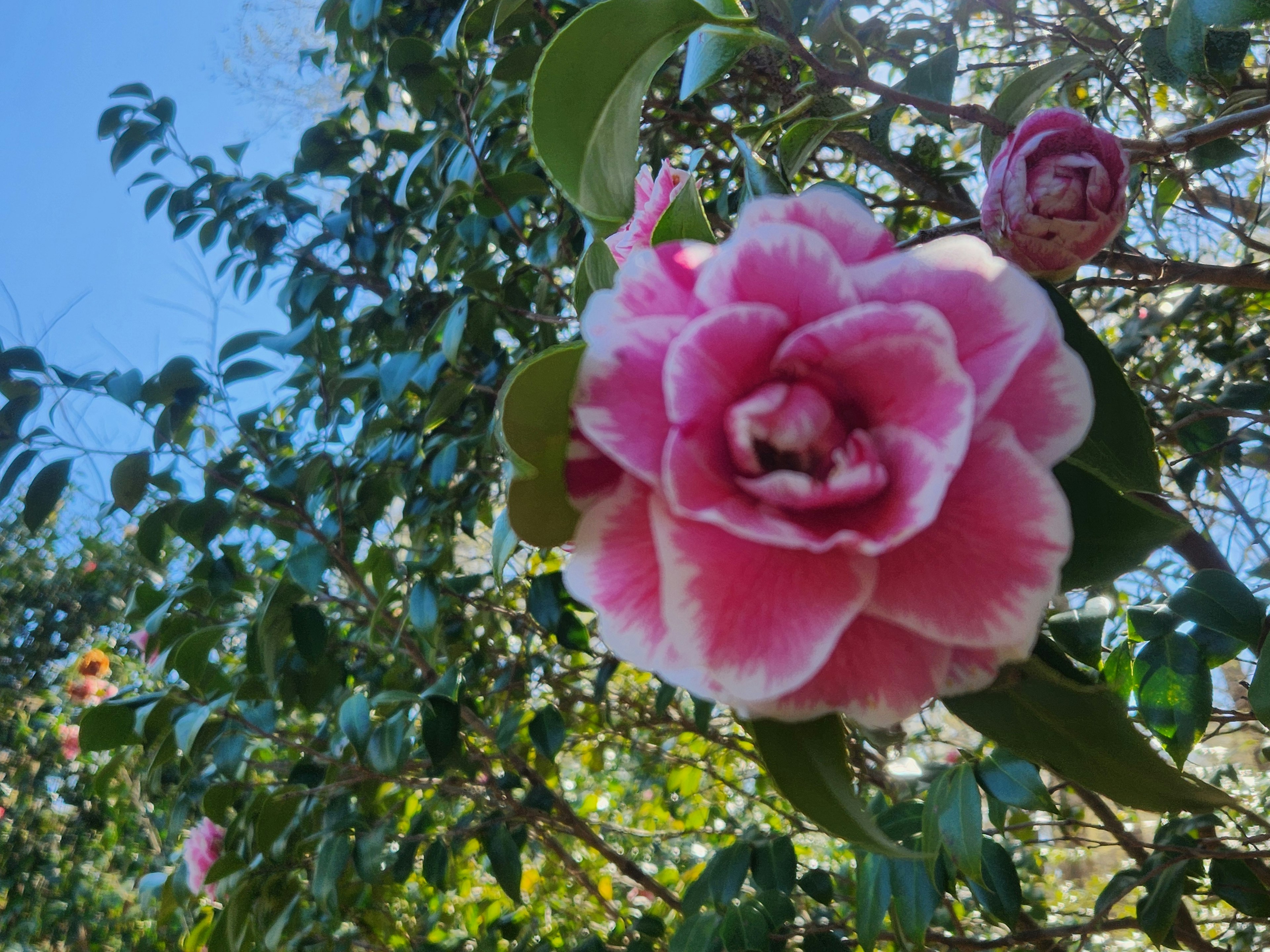 Pink flower blooming on a branch with blue sky background