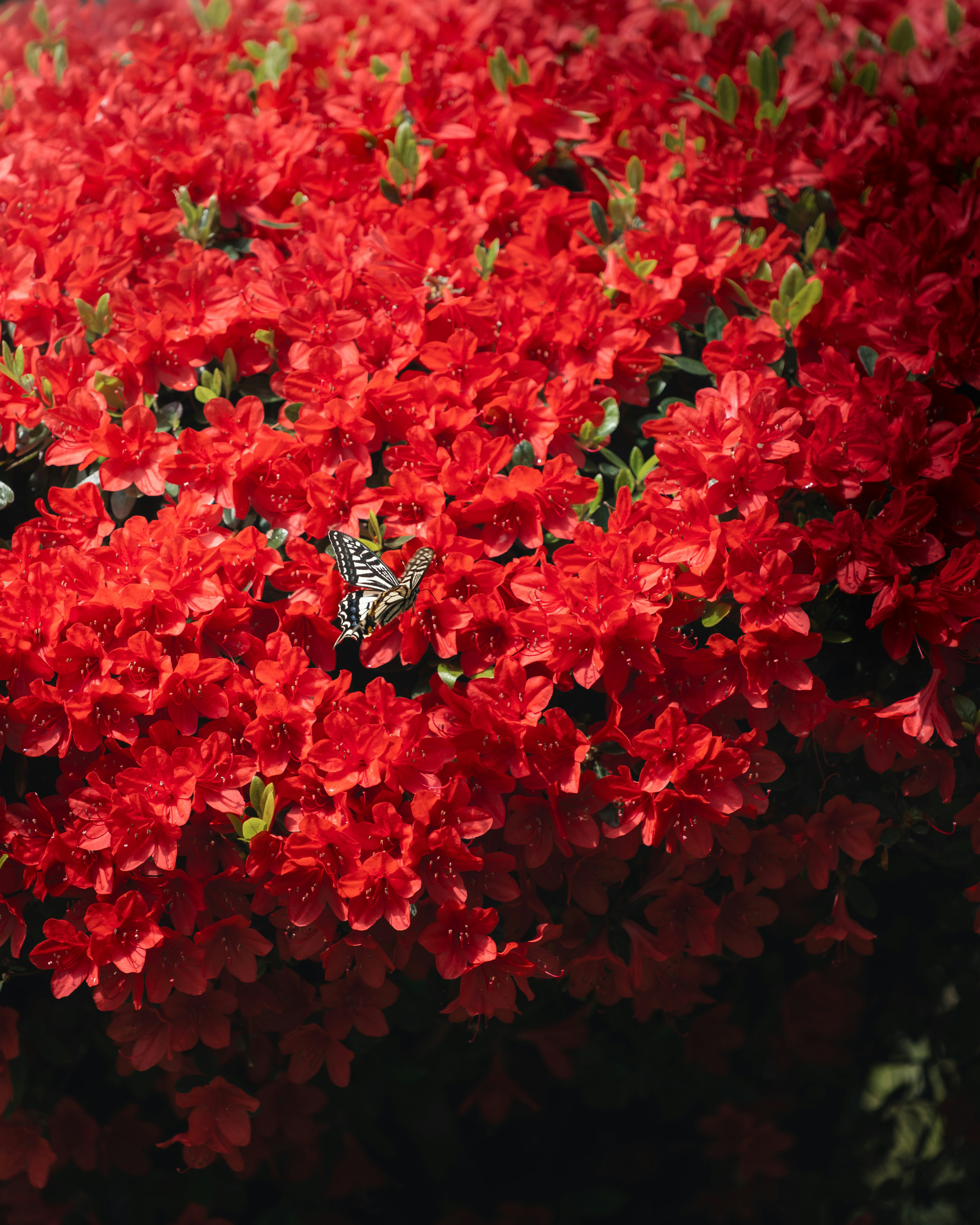 Una escena vibrante con mariposas entre flores rojas brillantes