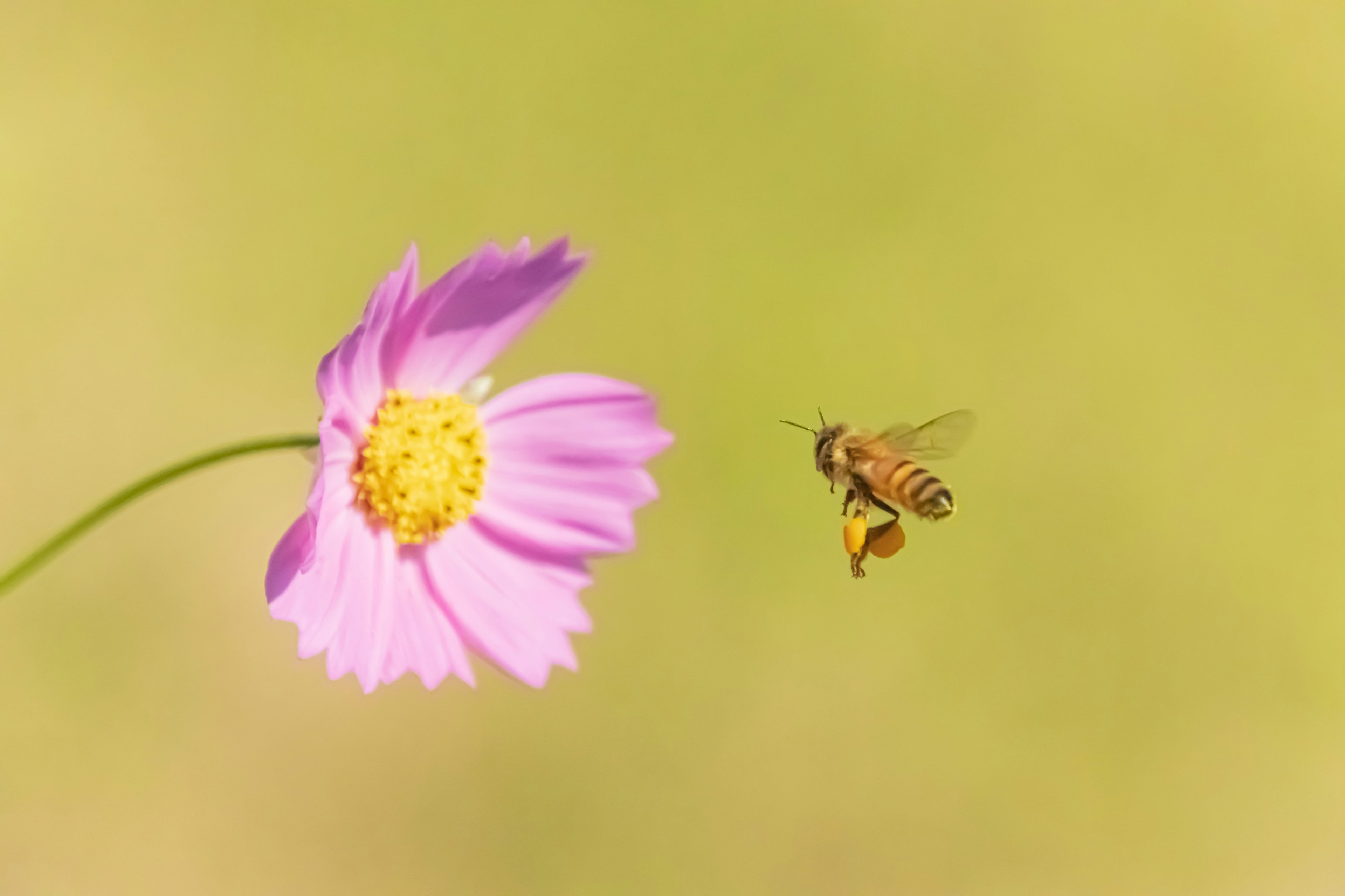 ピンクの花とその周りを飛ぶ蜂