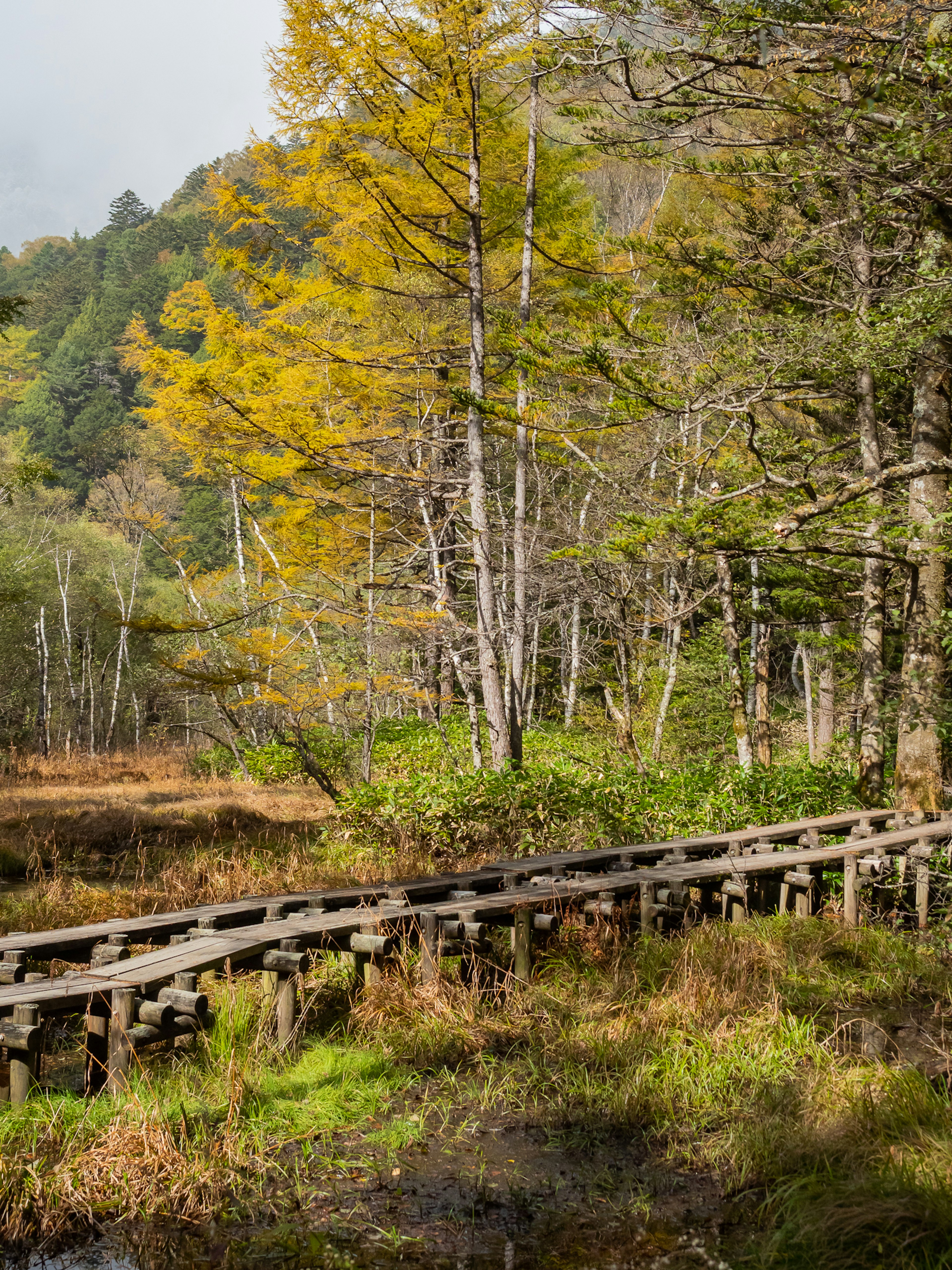 Sendero de madera a través de un humedal con follaje otoñal