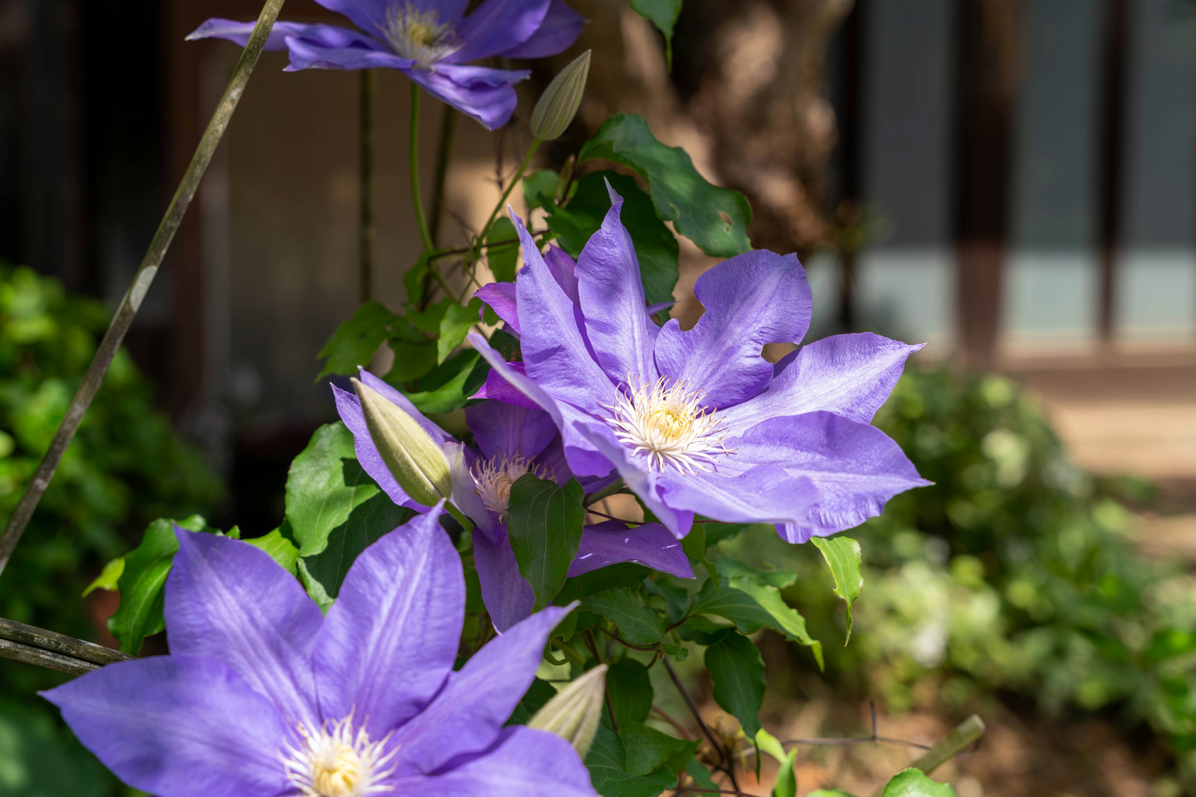 Bunga clematis ungu mekar di antara daun hijau