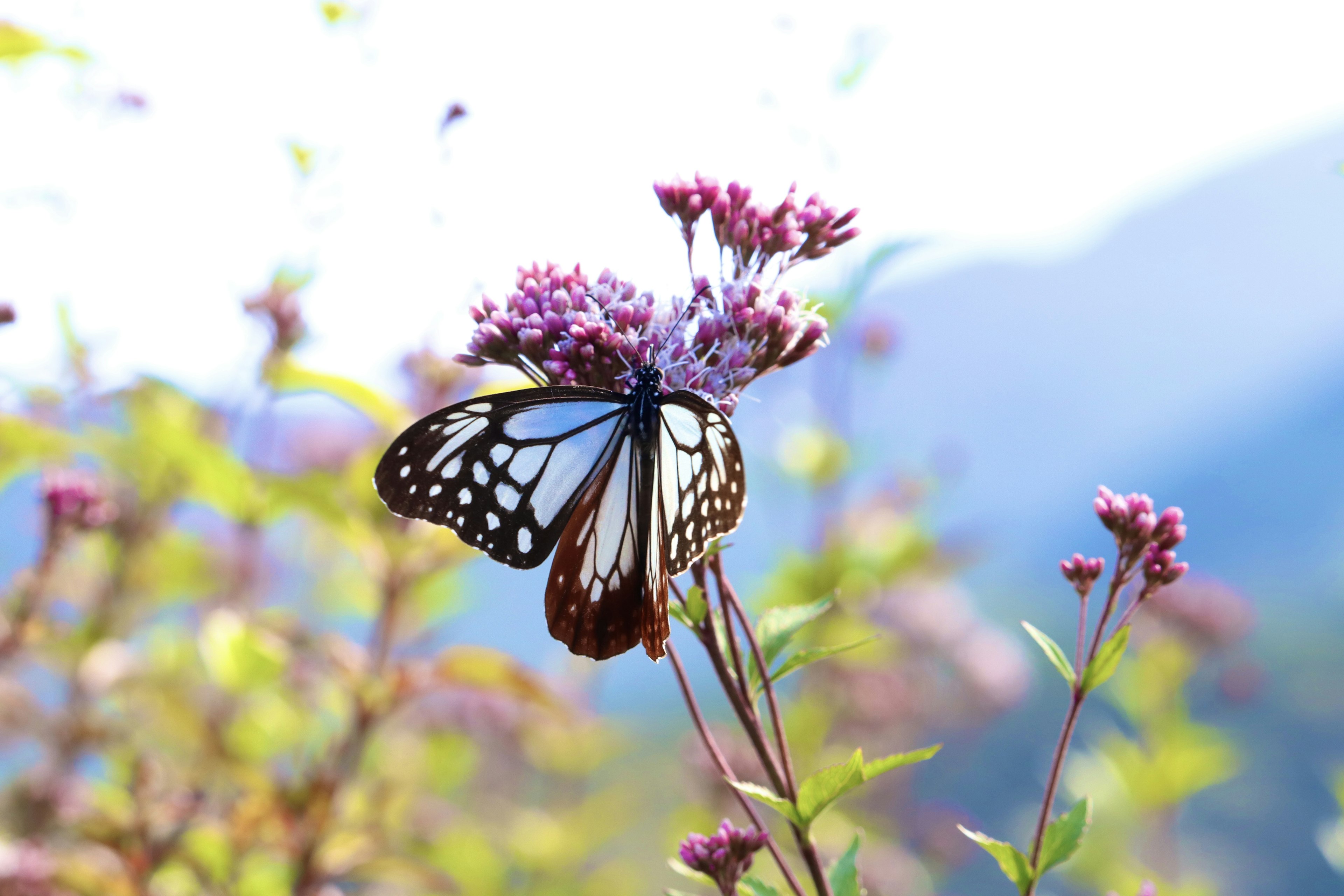 Ein schöner Schmetterling, der auf Blumen sitzt, mit Bergen im Hintergrund