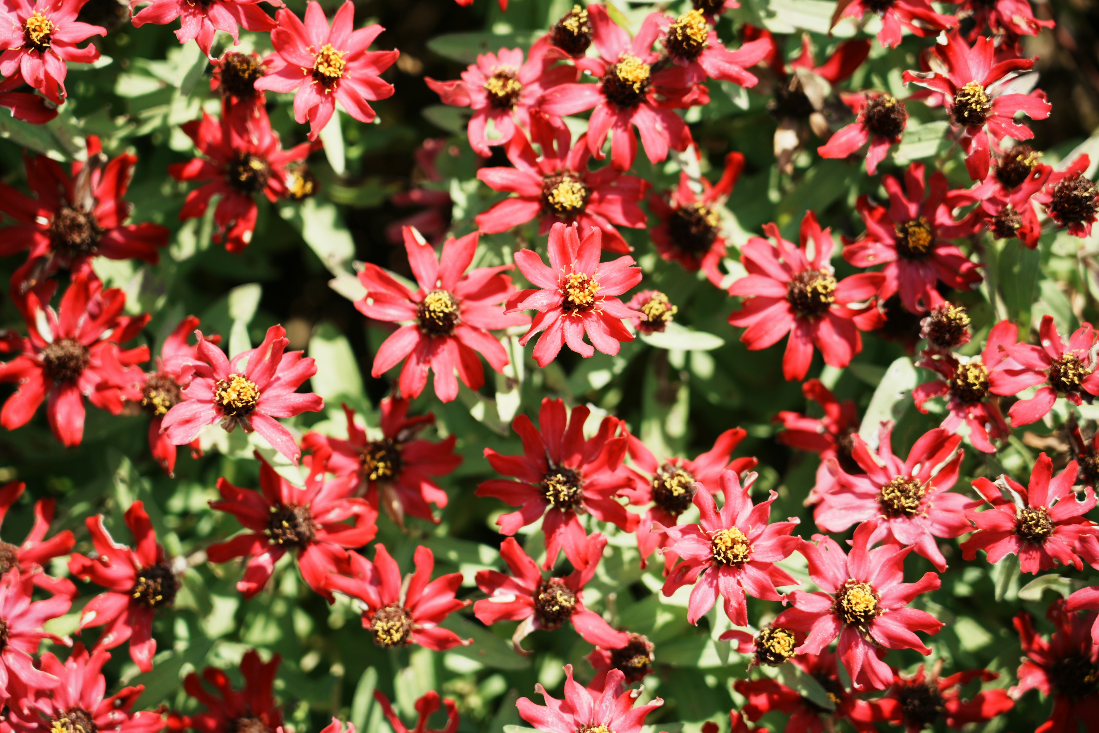 Ein lebendiger Haufen roter Blumen, die üppig blühen