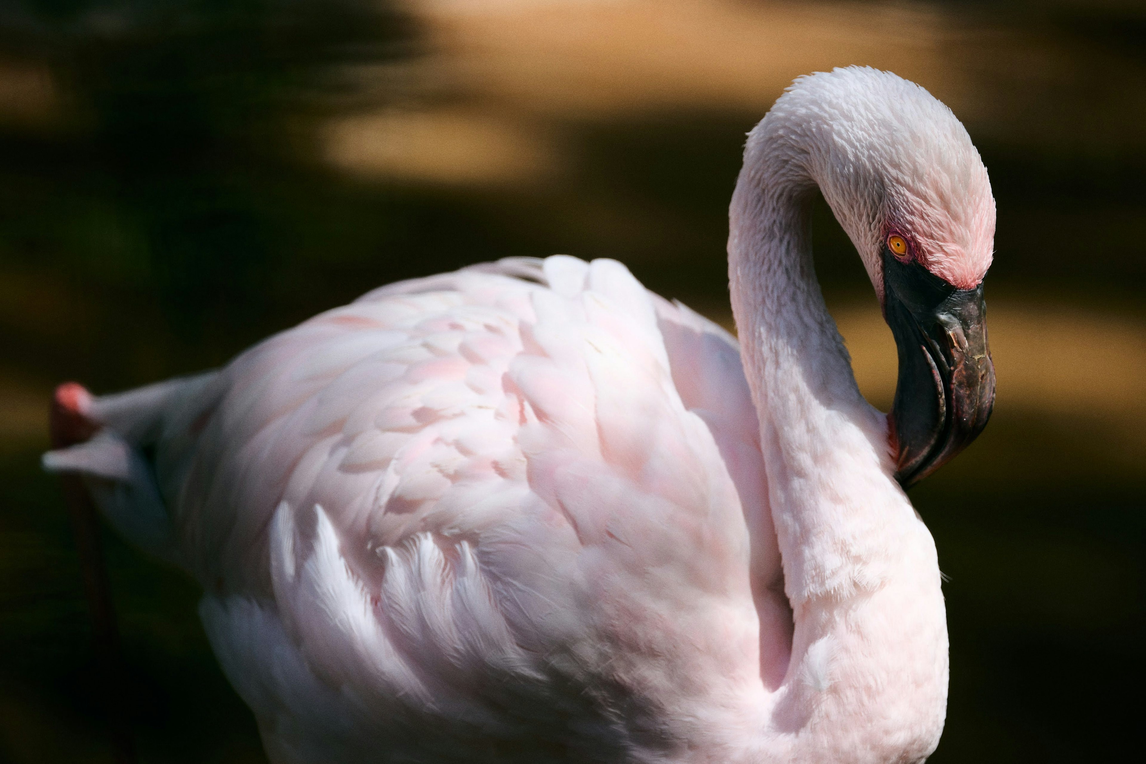 Seekor flamingo pink pucat dengan leher melengkung