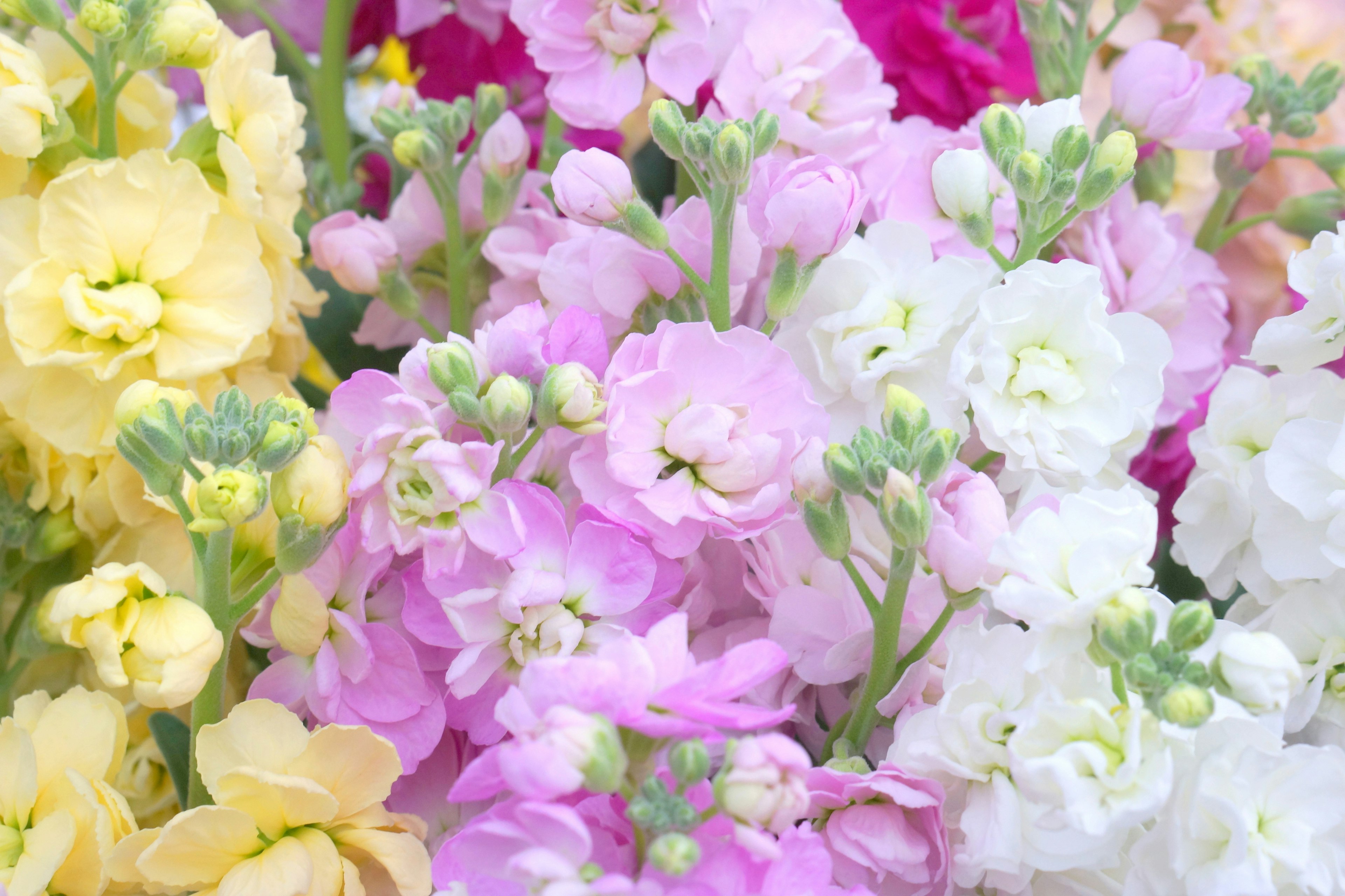 Ein schöner Strauß bunter Blumen in Gelb Pink und Weiß