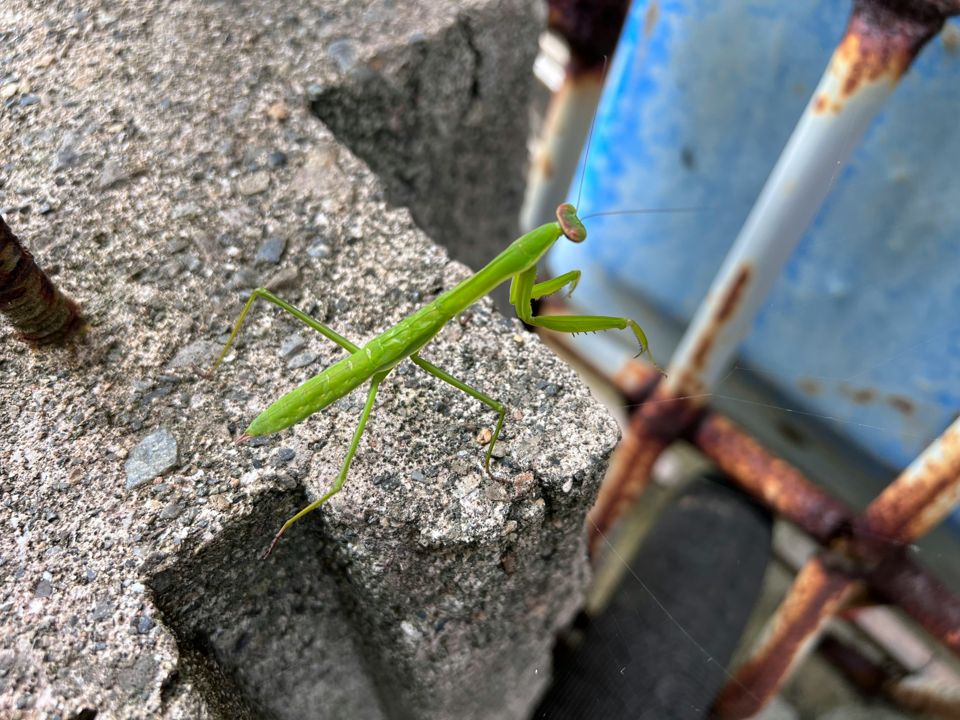 緑色のカマキリがコンクリートのブロックの上にいる