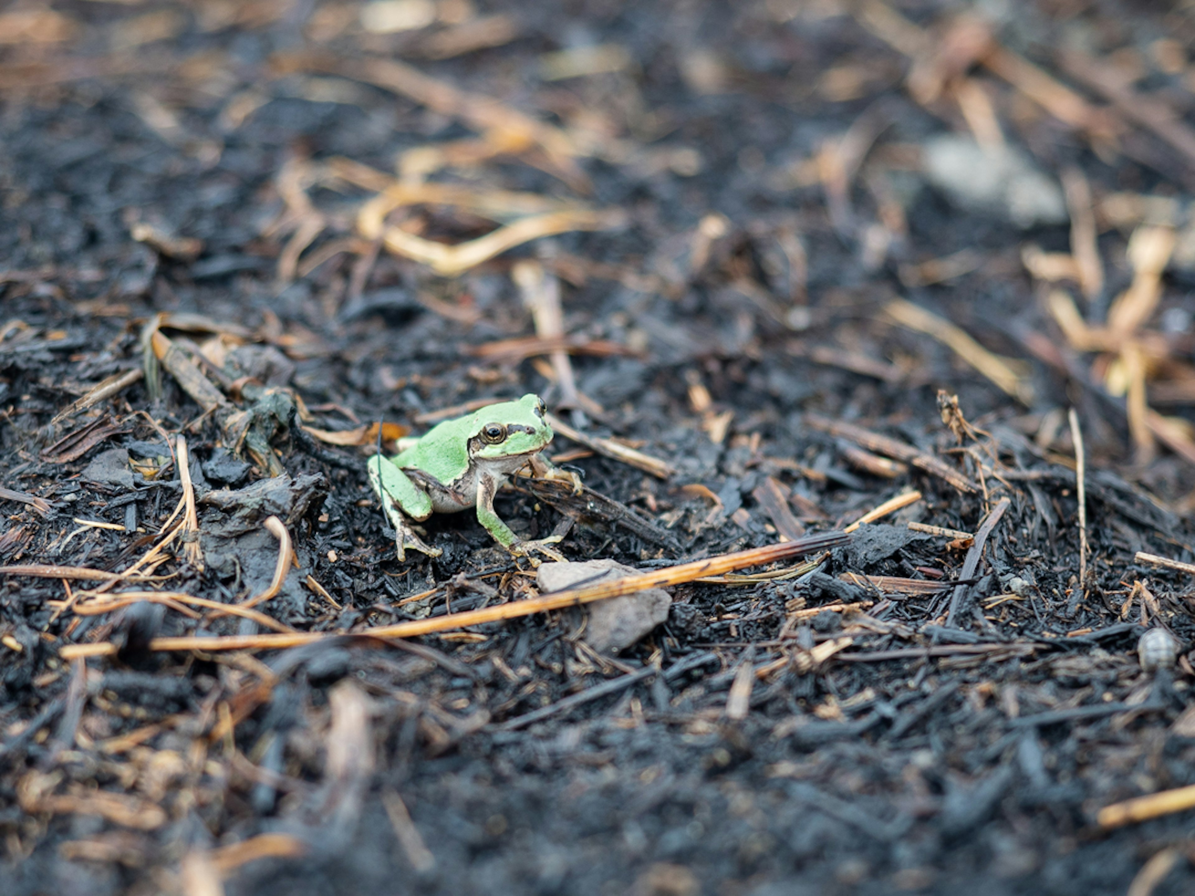 Une petite grenouille verte sur un sol sombre