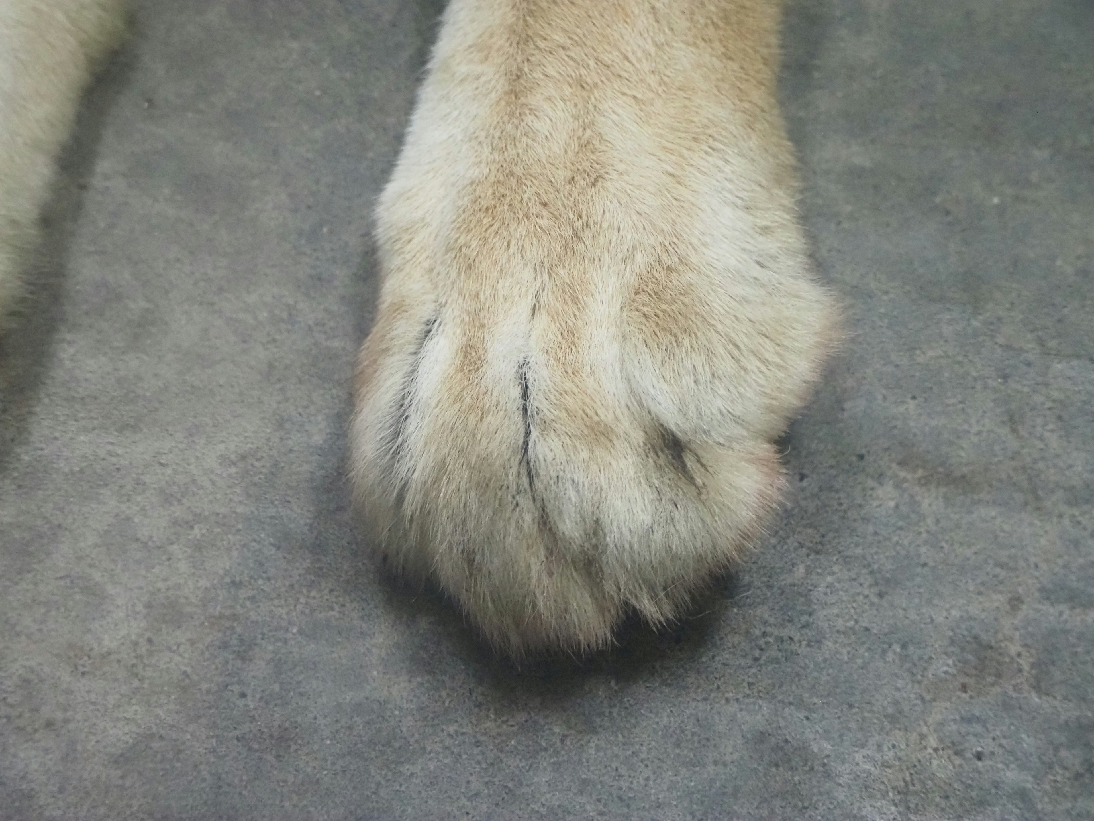 Close-up of a dog's paw showing fur claws and pads