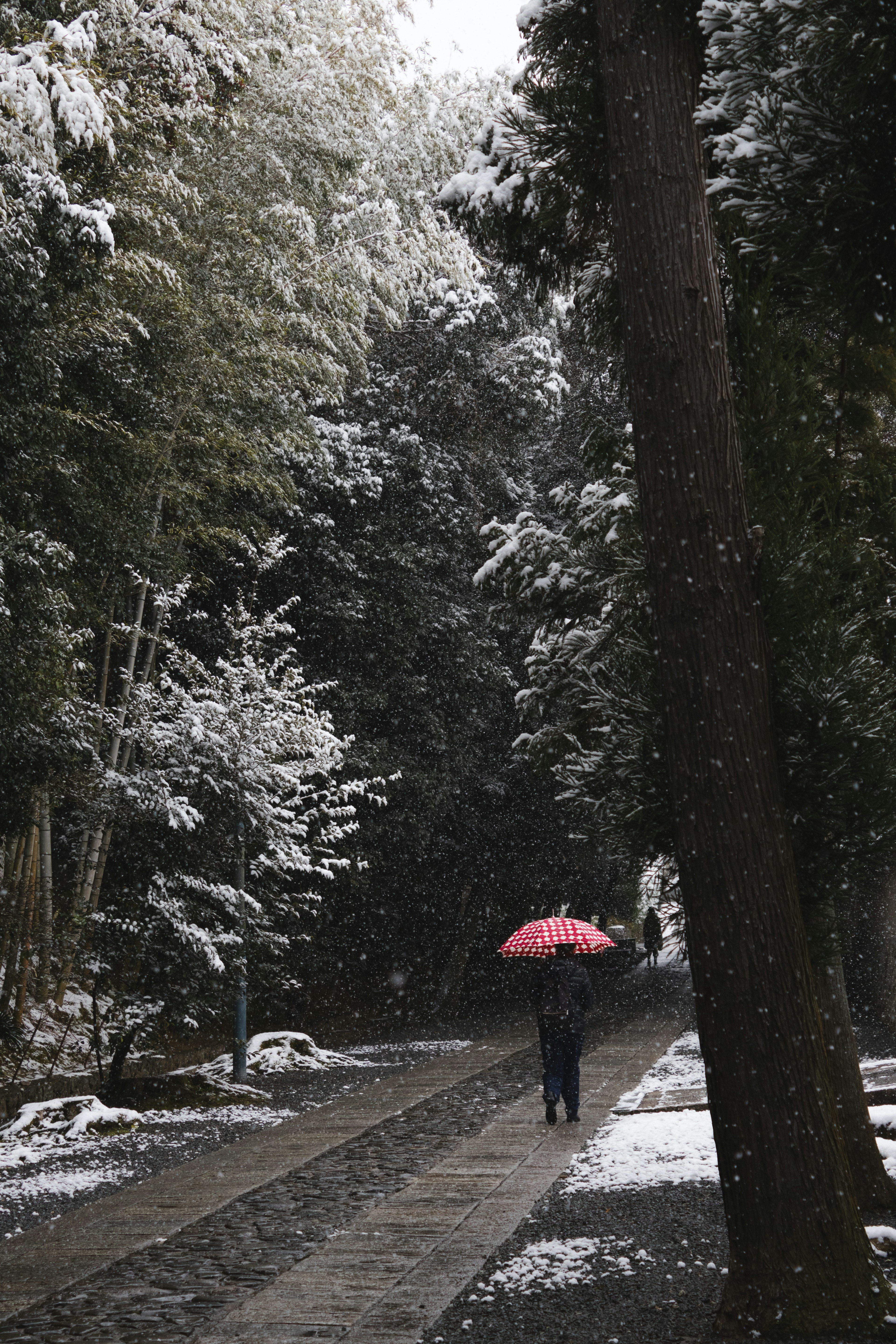 一個人在雪覆蓋的竹林小道上走，手裡拿著粉紅色雨傘