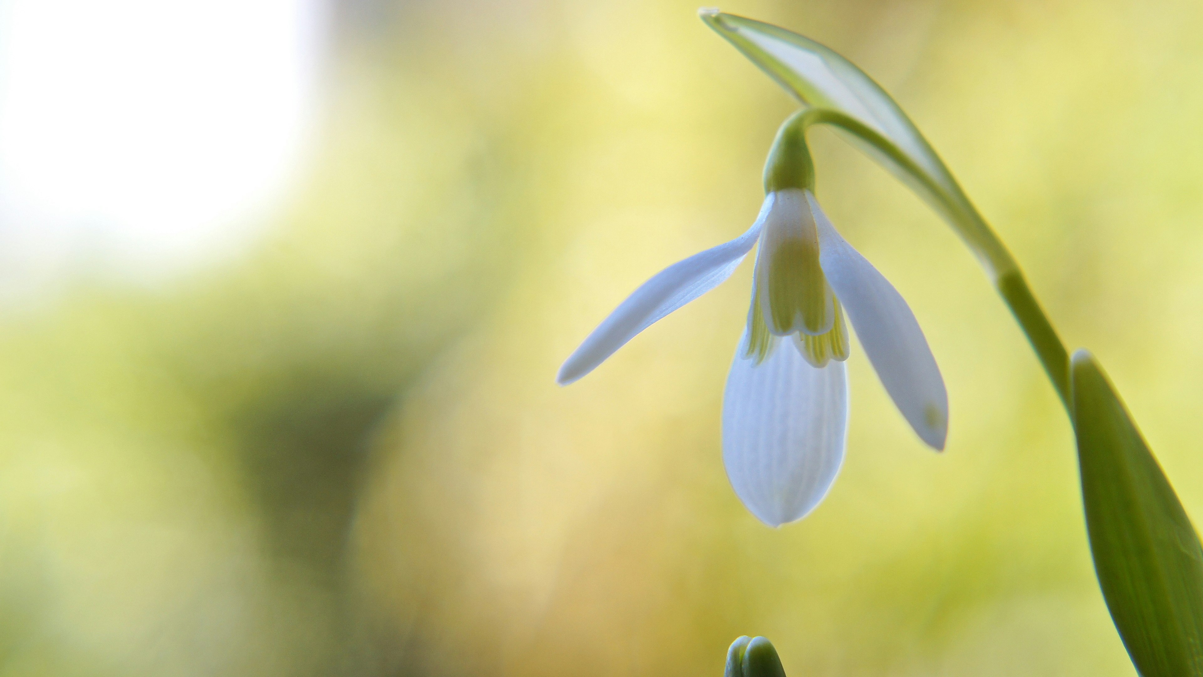 Un fiore di bucaneve bianco spicca su uno sfondo verde