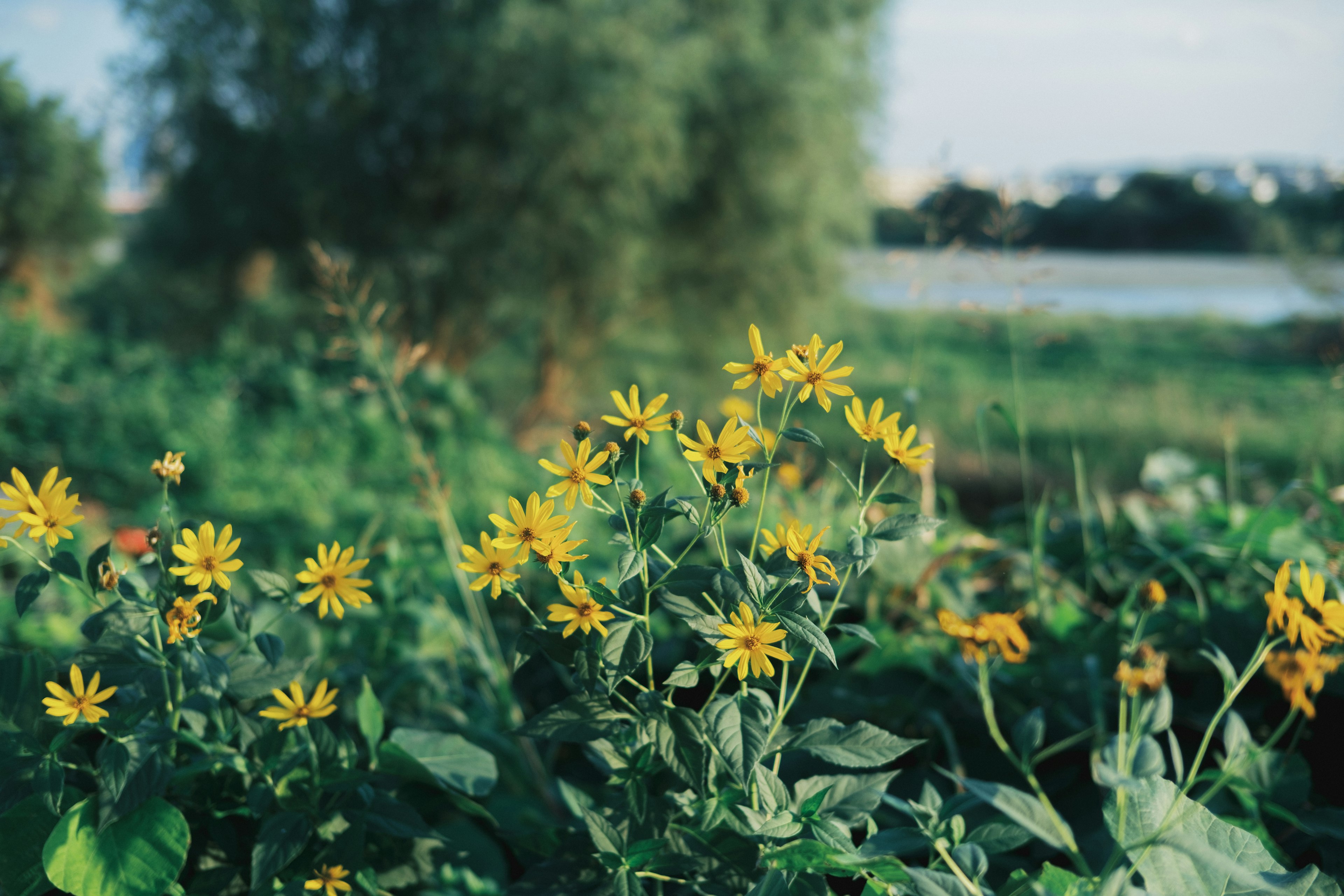 Landschaft mit lebhaften gelben Blumen vor grünem Hintergrund