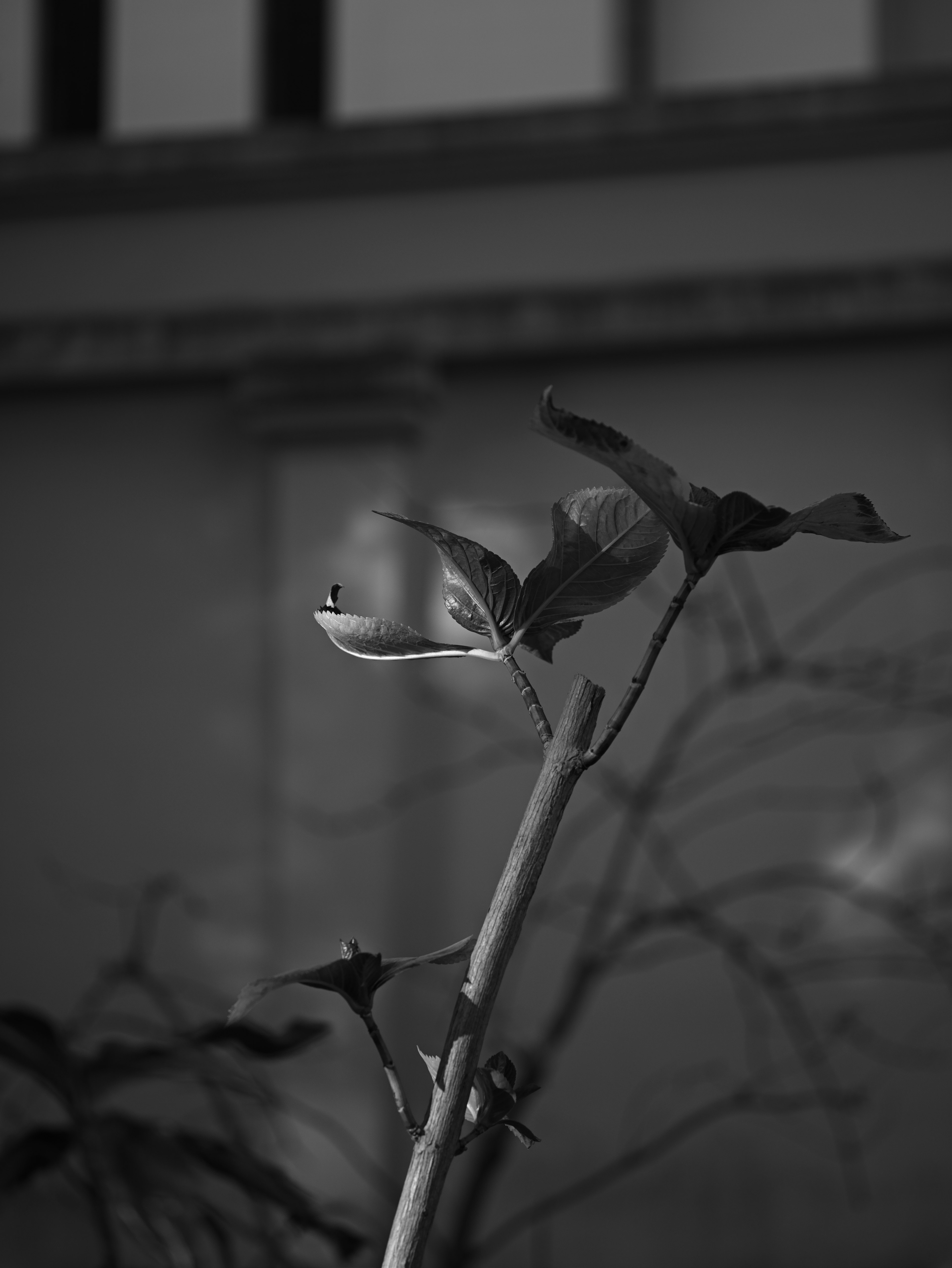 Gros plan d'une tige et de feuilles de plante en noir et blanc